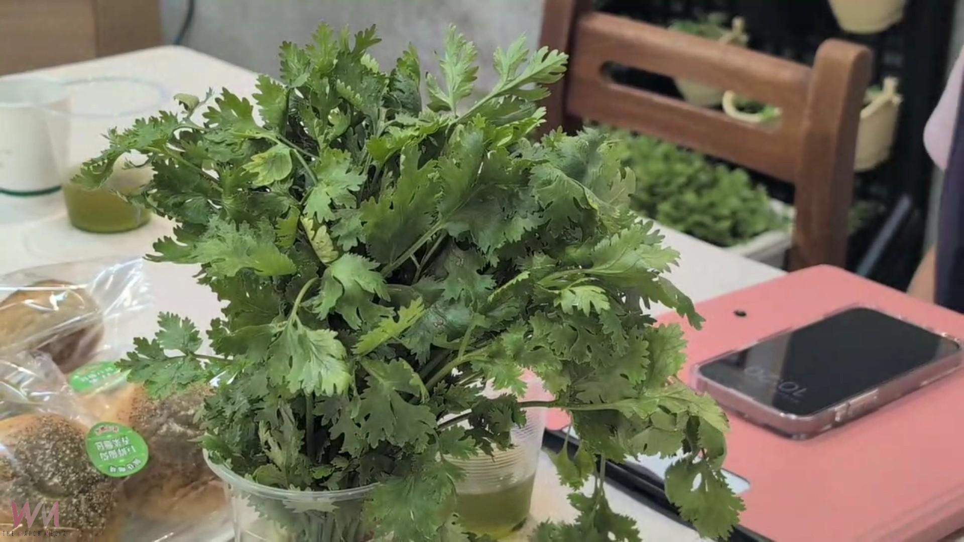 （有影片）／芫荽進校園！臺中農改場攜手三校打造食農教育新典範 - https://www.watchmedia01.com