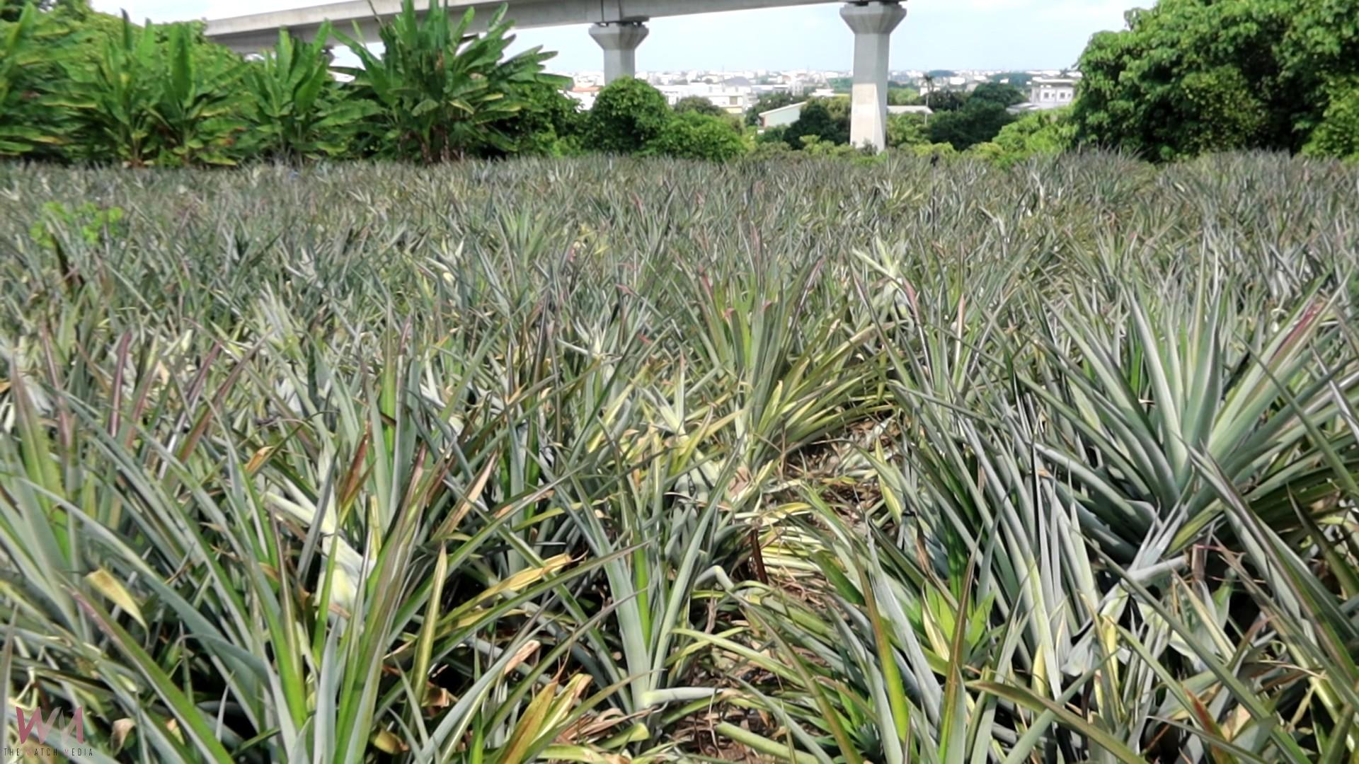 （有影片）／社頭石礫地山腳鳳梨果香濃郁、口感細嫩、食後不傷胃 - https://www.watchmedia01.com
