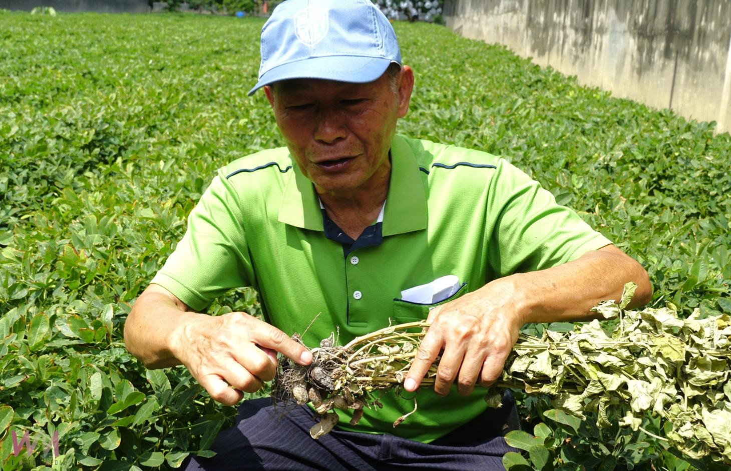 (有影片)/雲林花生觀摩會熱烈登場 木黴菌技術助攻農業永續 - https://www.watchmedia01.com