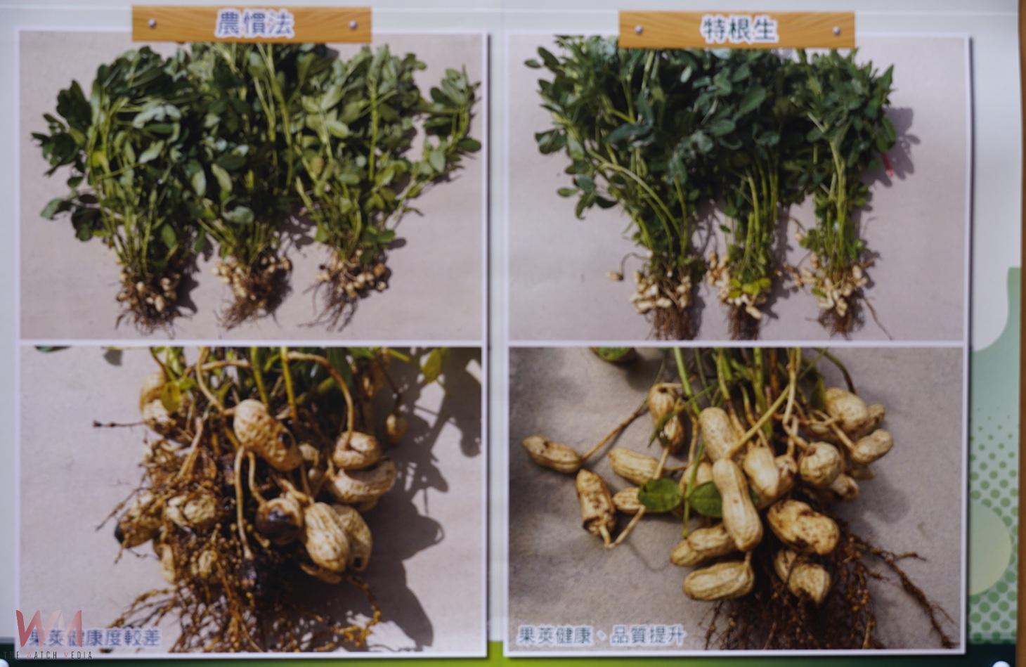 （有影片）／雲林花生觀摩會熱烈登場　木黴菌技術助攻農業永續 - https://www.watchmedia01.com