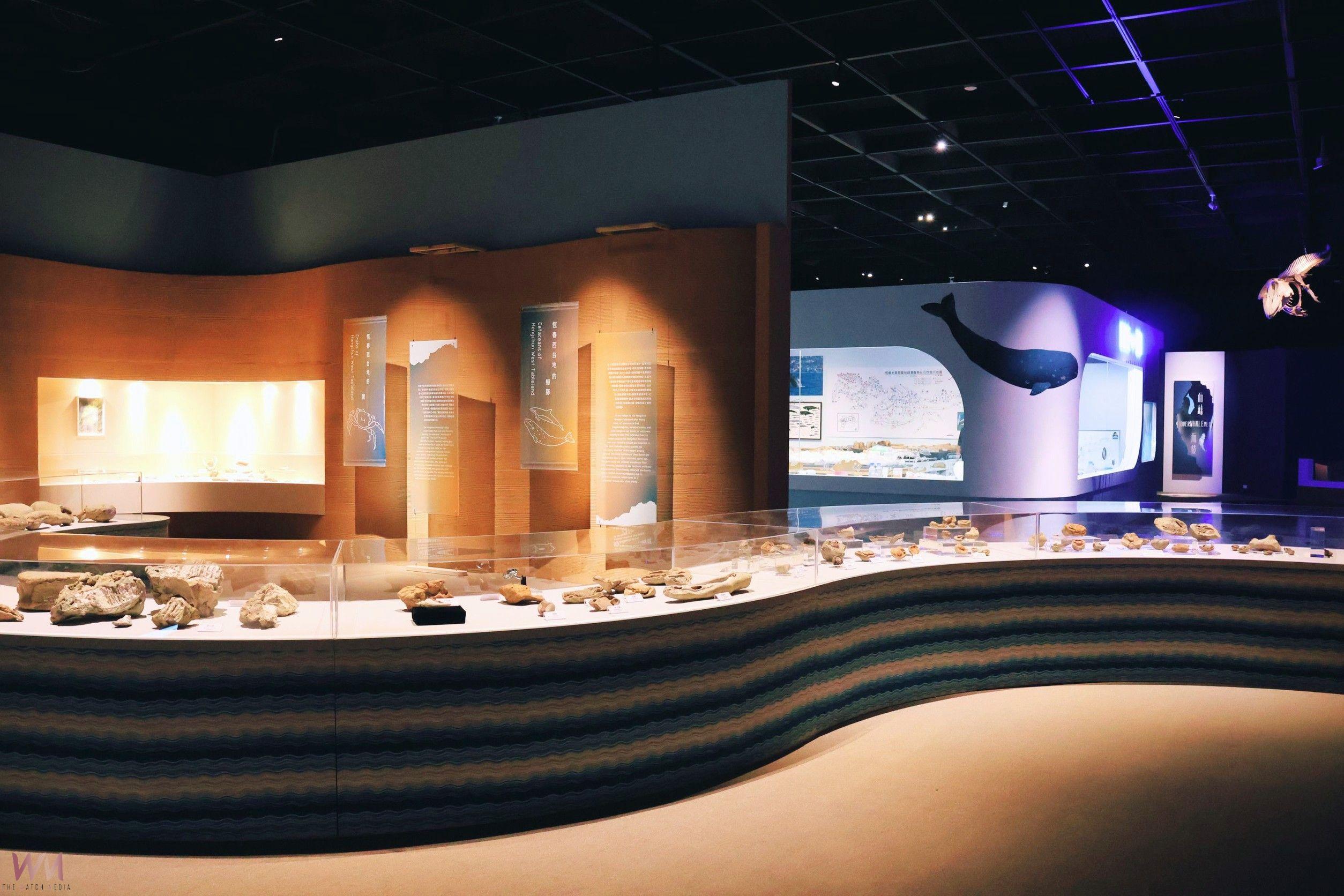 沉浸式空間設計、鬚鯨化石清修展場　科博館《鯨掘》揭開臺灣鯨豚萬年記憶 - https://www.watchmedia01.com