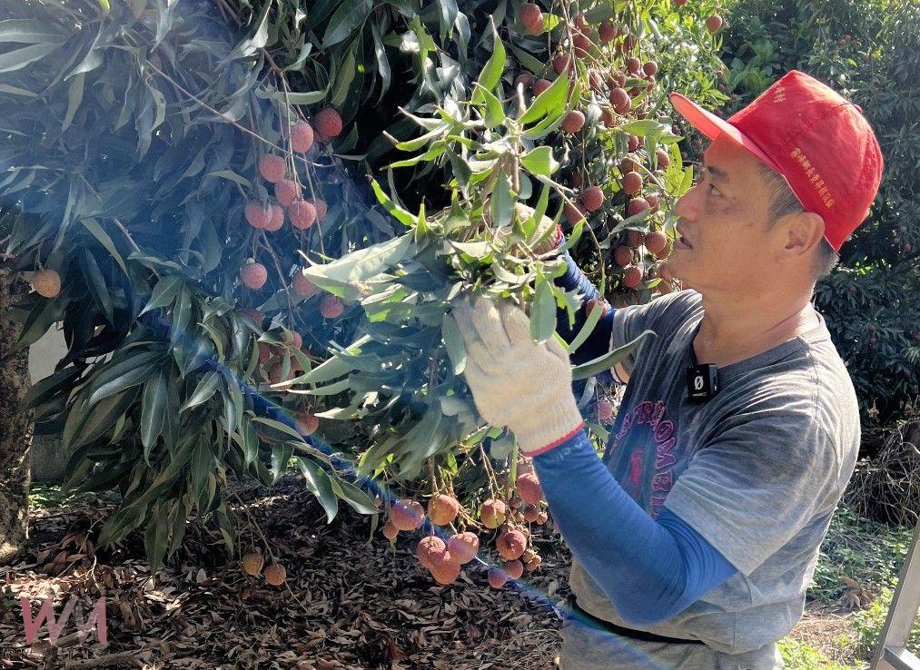 減產更需加強宣傳！霧農大叔教如何吃荔枝不上火　瀏覽人次3天破200萬 - https://www.watchmedia01.com