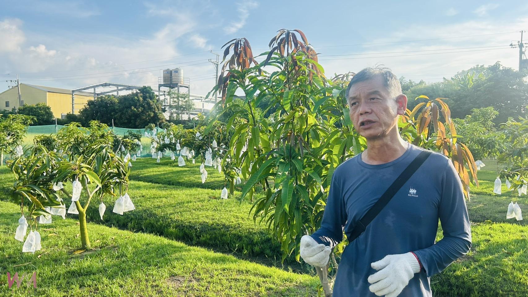 以師鐸獎的精神拚現代農業 精誠中學校長游源忠產出優質芒果 - https://www.watchmedia01.com