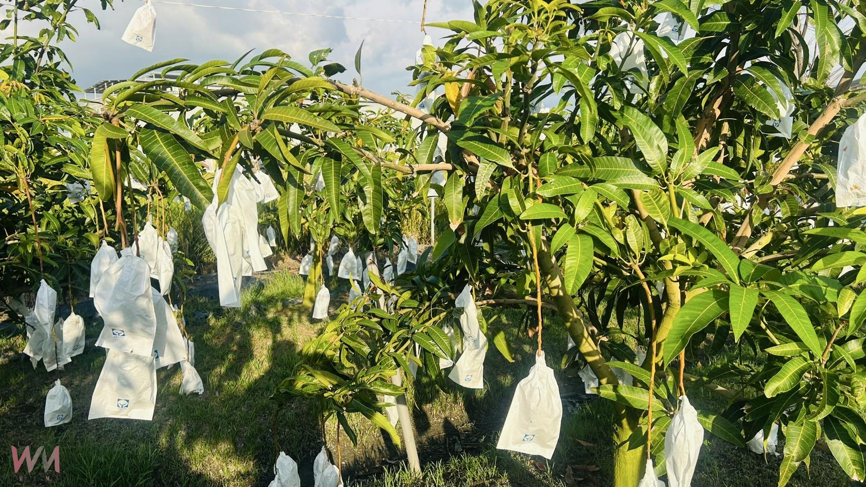 以師鐸獎的精神拚現代農業 精誠中學校長游源忠產出優質芒果 - https://www.watchmedia01.com