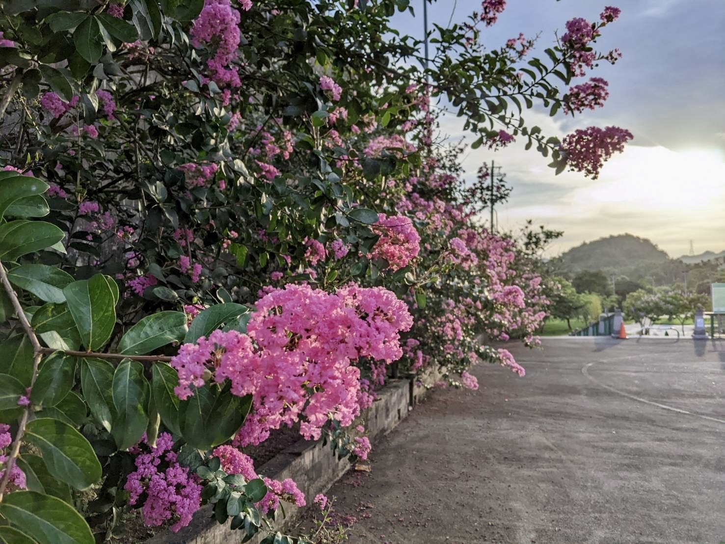 親吻花間迎夏日　 新北景觀處邀親子共度國際親吻日 - https://www.watchmedia01.com