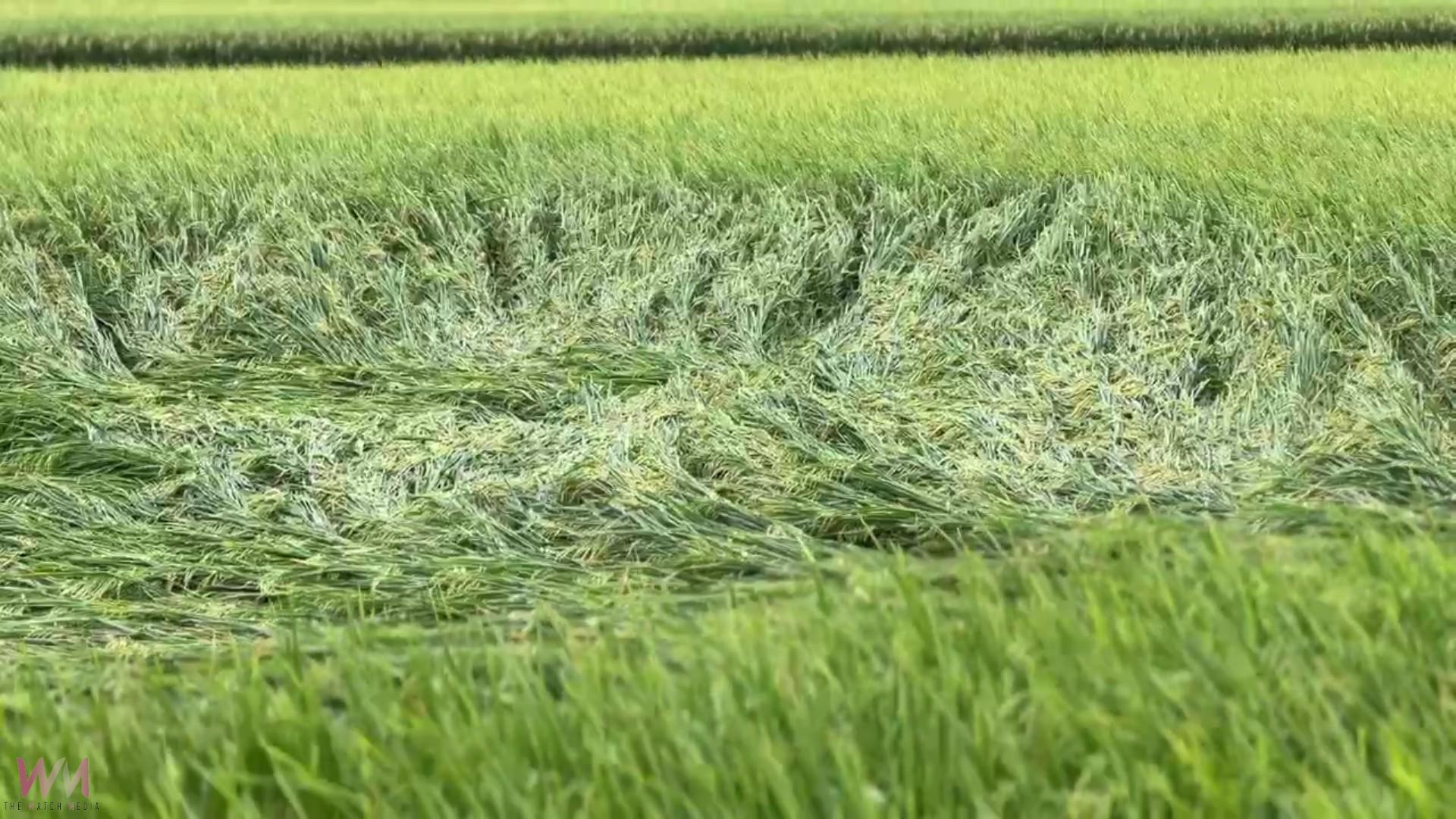 （有影片）／丹娜絲颱風掃過　埔鹽稻作倒伏嚴重　農民搶收無門陷雙輸困境 - https://www.watchmedia01.com