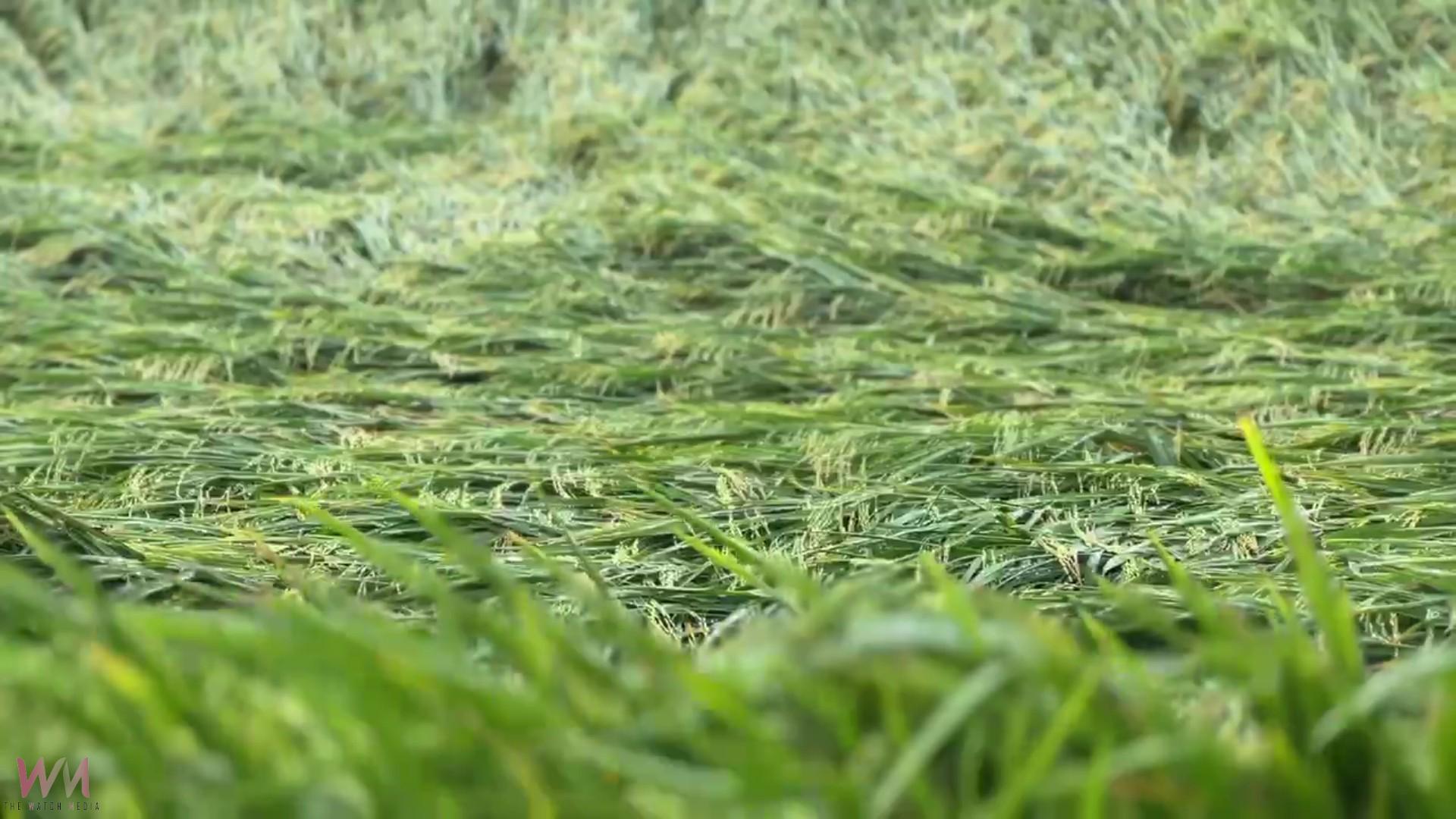 （有影片）／丹娜絲颱風掃過　埔鹽稻作倒伏嚴重　農民搶收無門陷雙輸困境 - https://www.watchmedia01.com