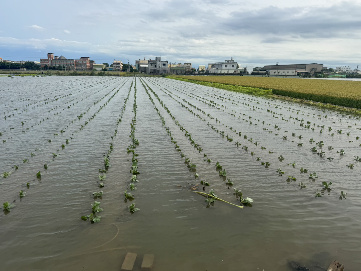 農損破2億!颱風豪雨讓農田泡湯 縣府爭取全作物都納入救助 - https://www.watchmedia01.com