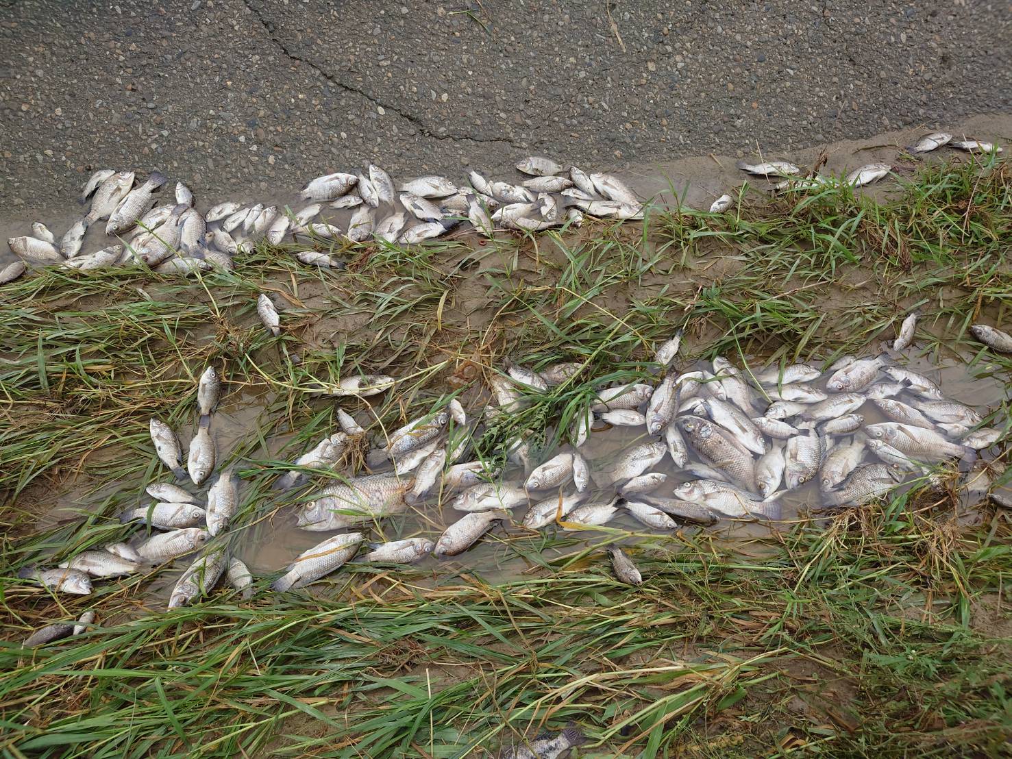 貓羅溪畔驚見逾3千尾魚屍與蛇類屍體  連日暴雨重創溪流生態 - https://www.watchmedia01.com