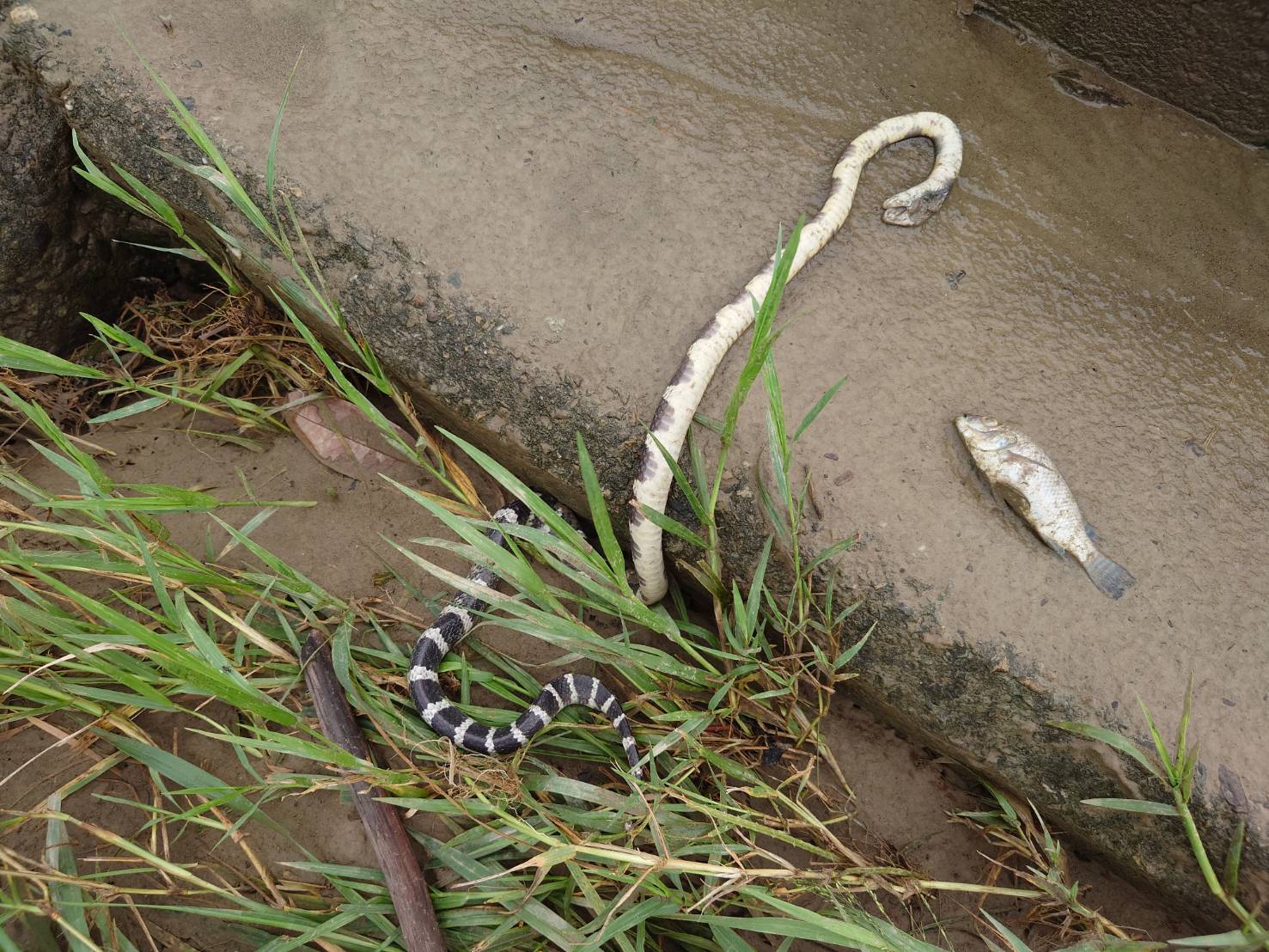 貓羅溪畔驚見逾3千尾魚屍與蛇類屍體  連日暴雨重創溪流生態 - https://www.watchmedia01.com