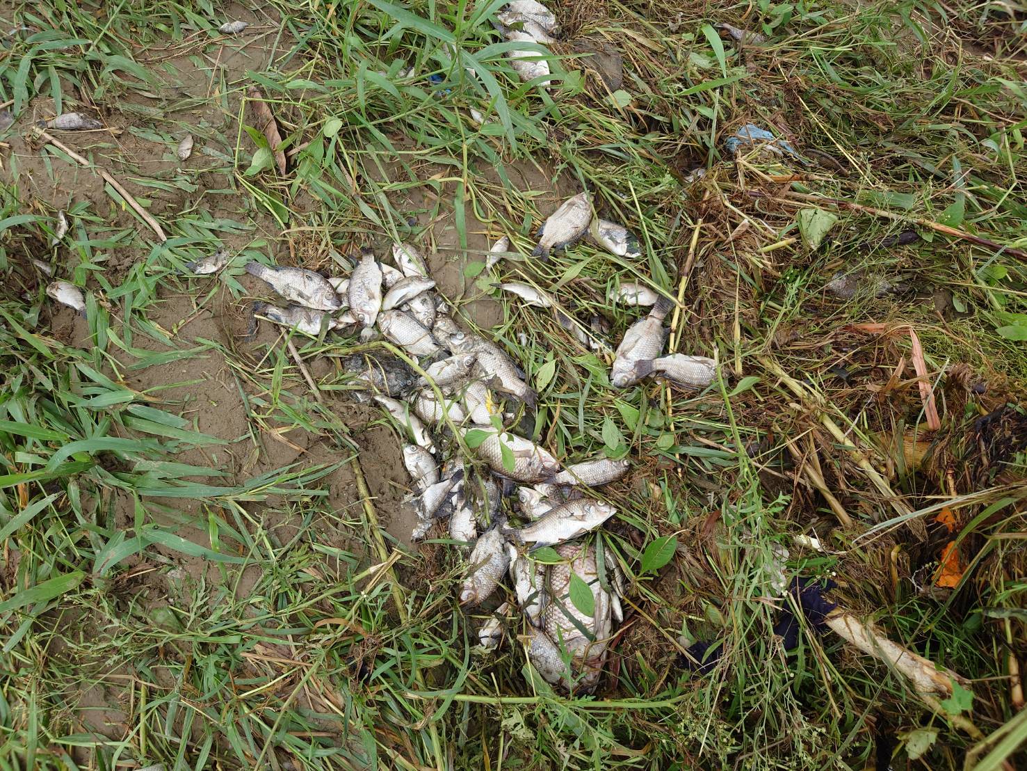 貓羅溪畔驚見逾3千尾魚屍與蛇類屍體  連日暴雨重創溪流生態 - https://www.watchmedia01.com
