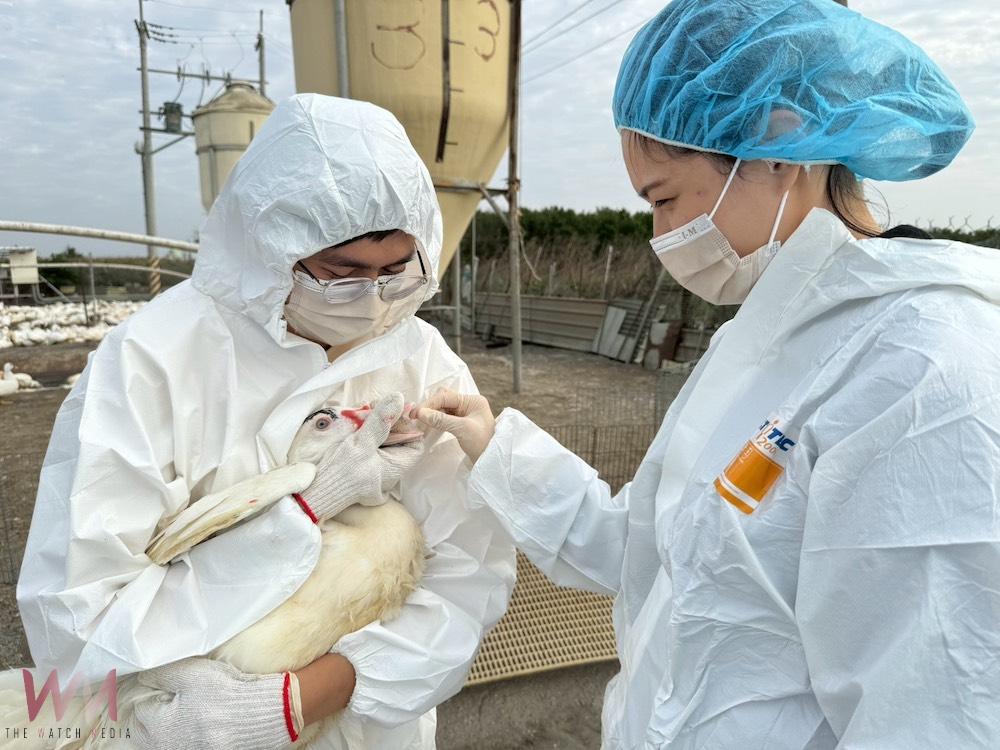 嘉義縣家畜疾病防治所為防範災後動物疫病擴散及蚊蟲孳生,立即啟動災後防疫應變作業,全面動員加強疫情監控與環境防疫。(圖/嘉義縣政府提供)