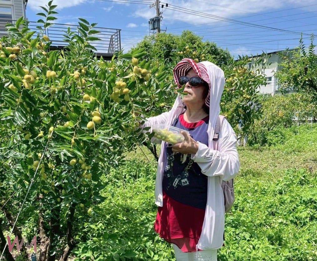 農村水保署臺中分署力推！苗栗公館紅棗節7/19-20盛大登場　享受「紅棗控」甜蜜時光 - https://www.watchmedia01.com