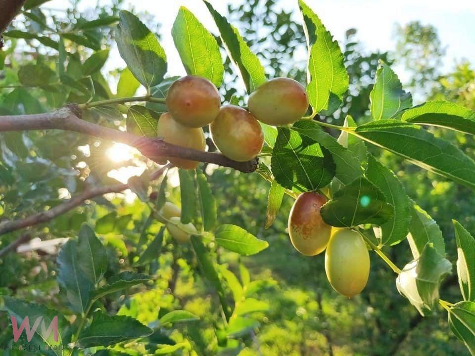 農村水保署臺中分署力推！苗栗公館紅棗節7/19-20盛大登場　享受「紅棗控」甜蜜時光 - https://www.watchmedia01.com