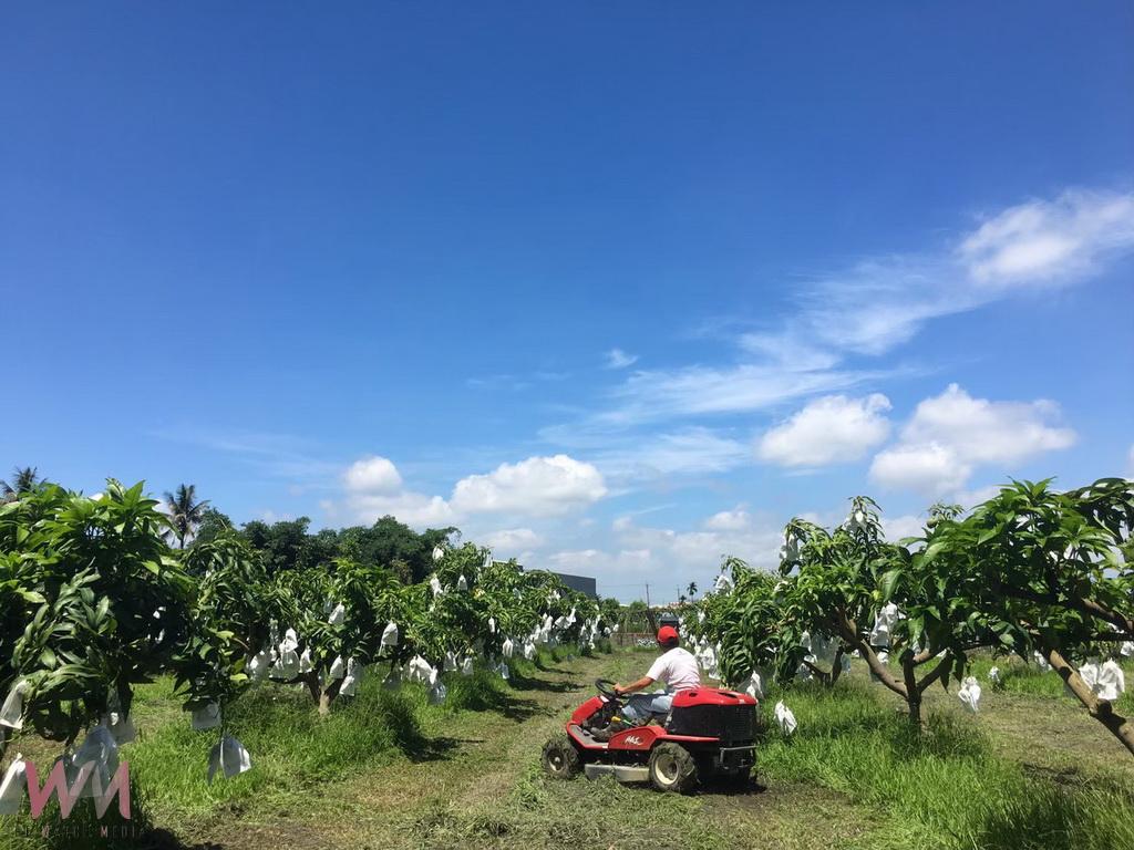從上班族變身冠軍果農 114年金蜜芒果金牌得主陳正杰一路成長都是努力 - https://www.watchmedia01.com