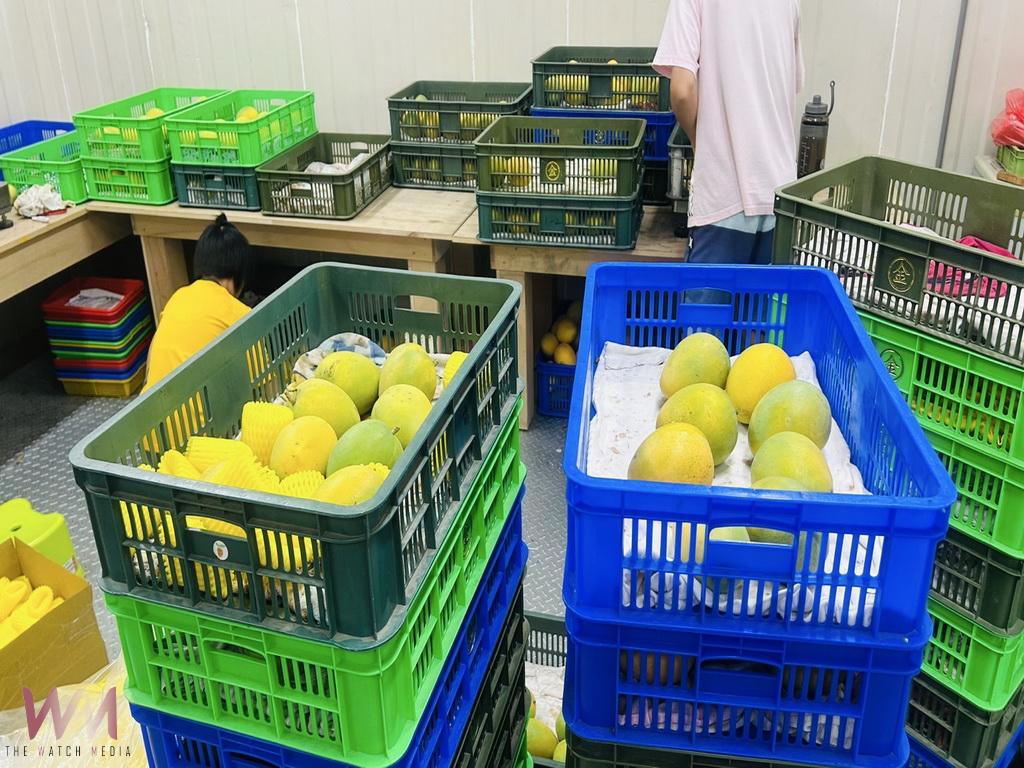 從上班族變身冠軍果農 114年金蜜芒果金牌得主陳正杰一路成長都是努力 - https://www.watchmedia01.com
