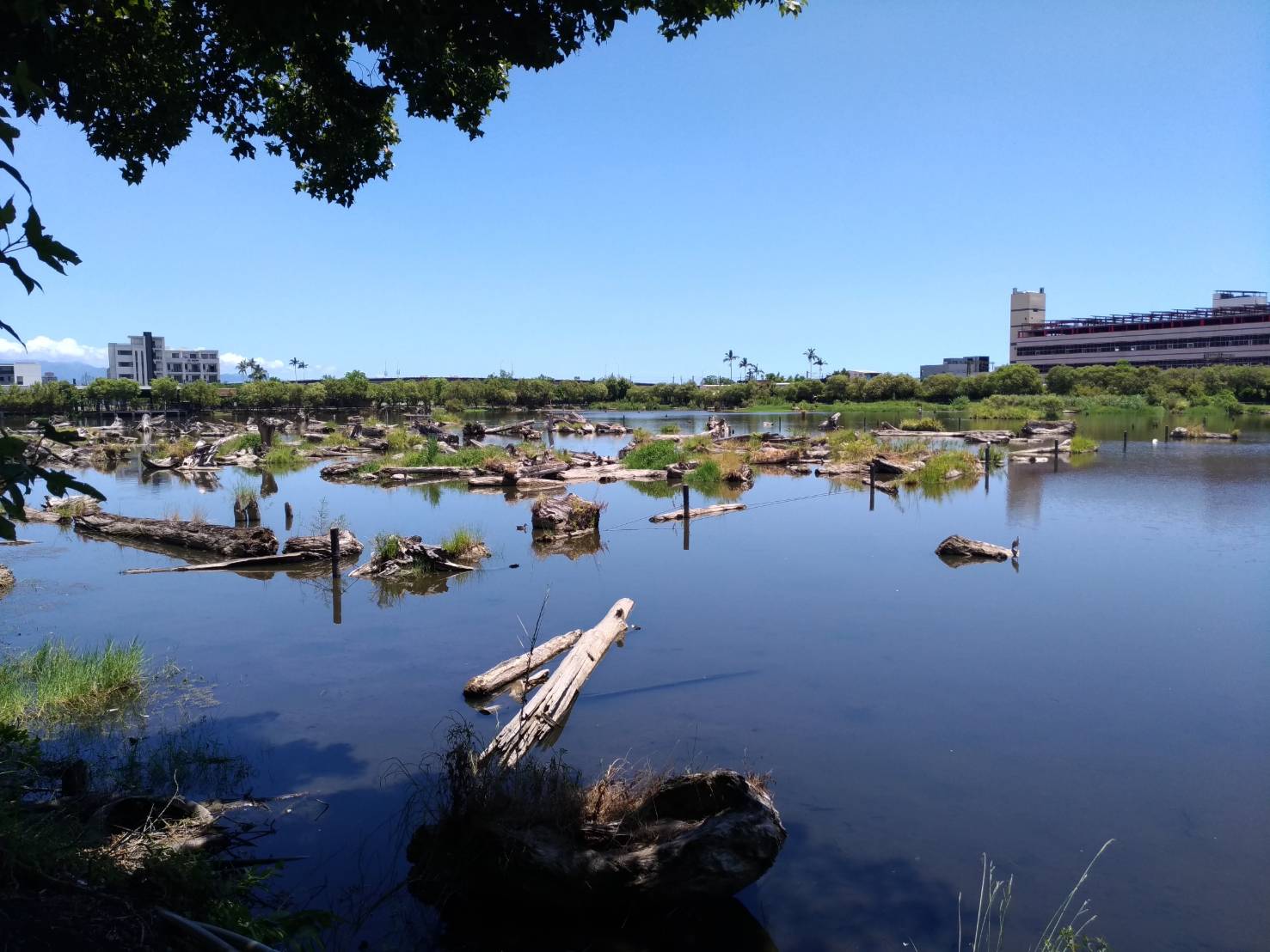 移除羅東文化園區貯木池掠食性外來魚種 宜蘭分署邀民眾持釣竿相挺 - https://www.watchmedia01.com
