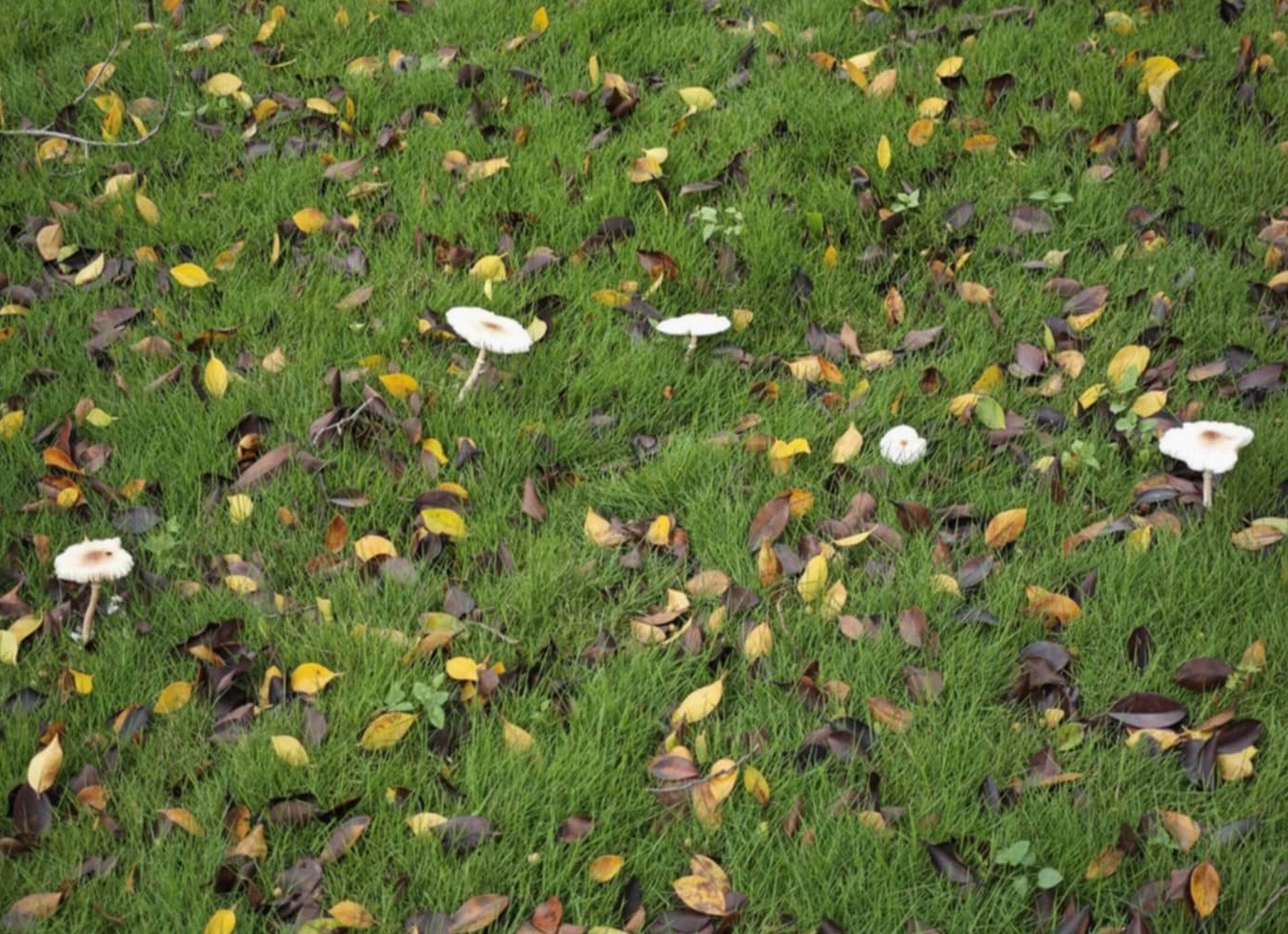 彰化香菇雨奇景!枯樹長靈芝、掃把冒菇 民眾驚呼比高雄更猛 - https://www.watchmedia01.com