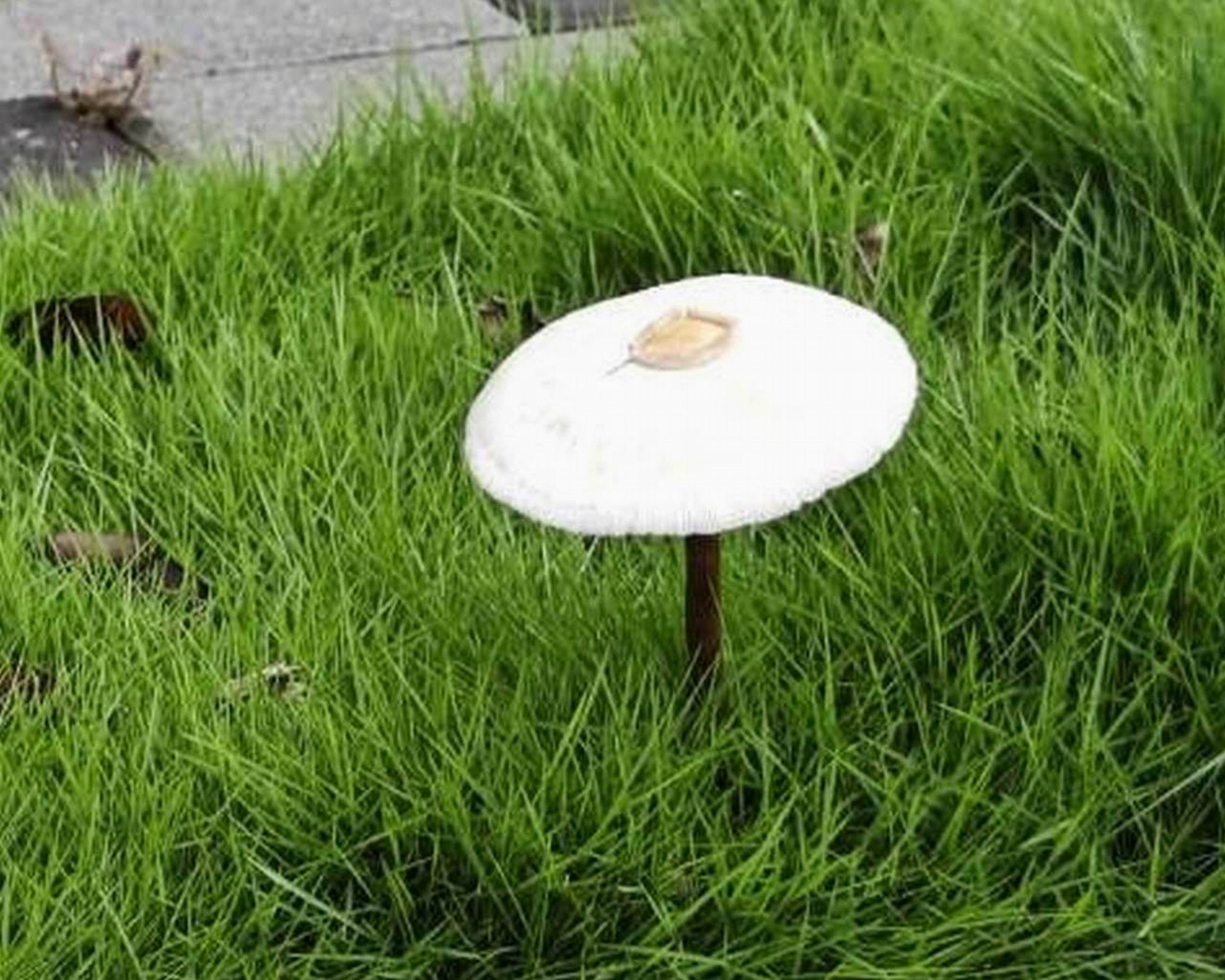 彰化香菇雨奇景！枯樹長靈芝、掃把冒菇　民眾驚呼比高雄更猛 - https://www.watchmedia01.com