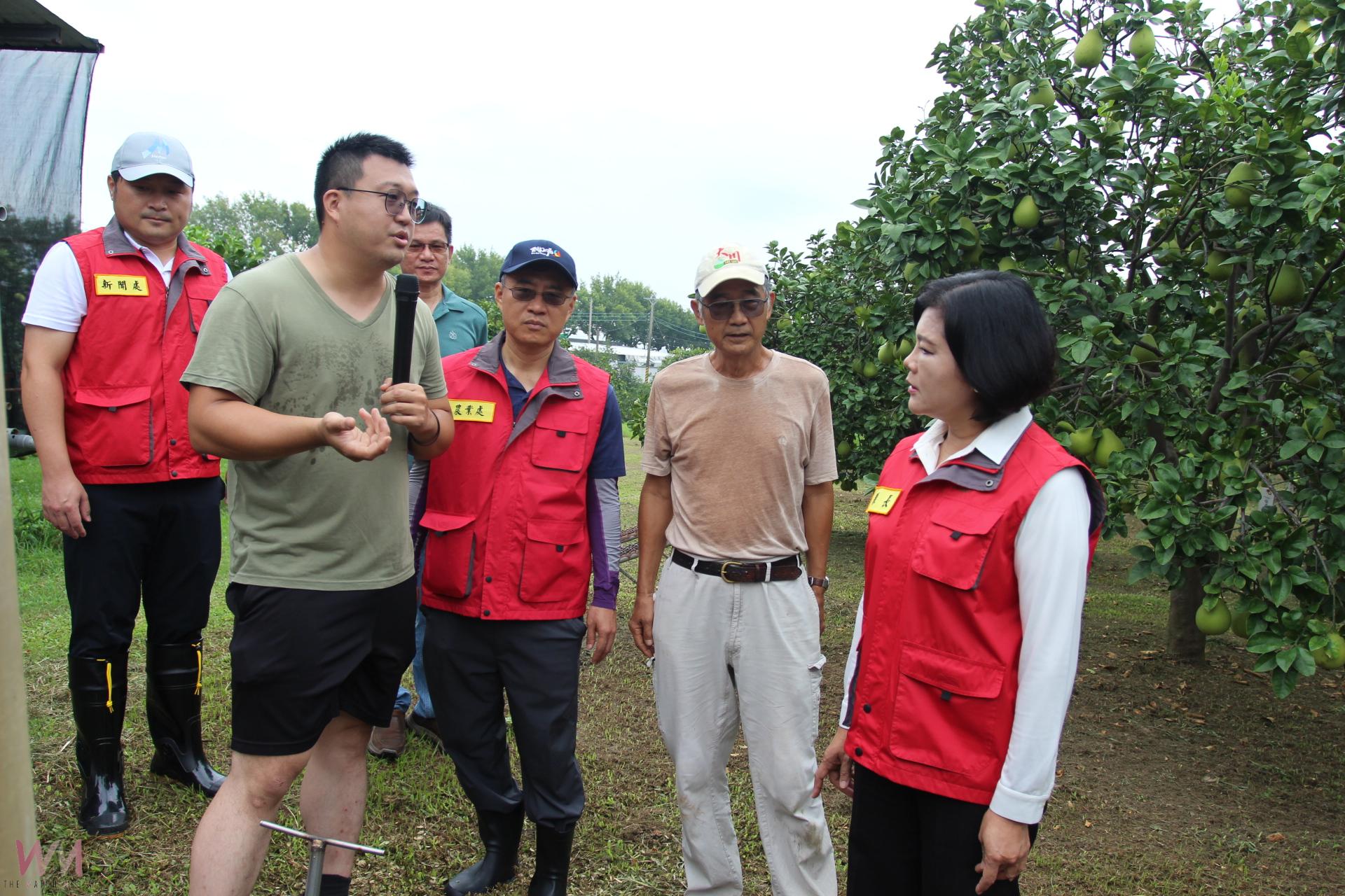 斗六文旦面臨楊柳撲襲考驗    縣長張麗善關心果園防颱 - https://www.watchmedia01.com