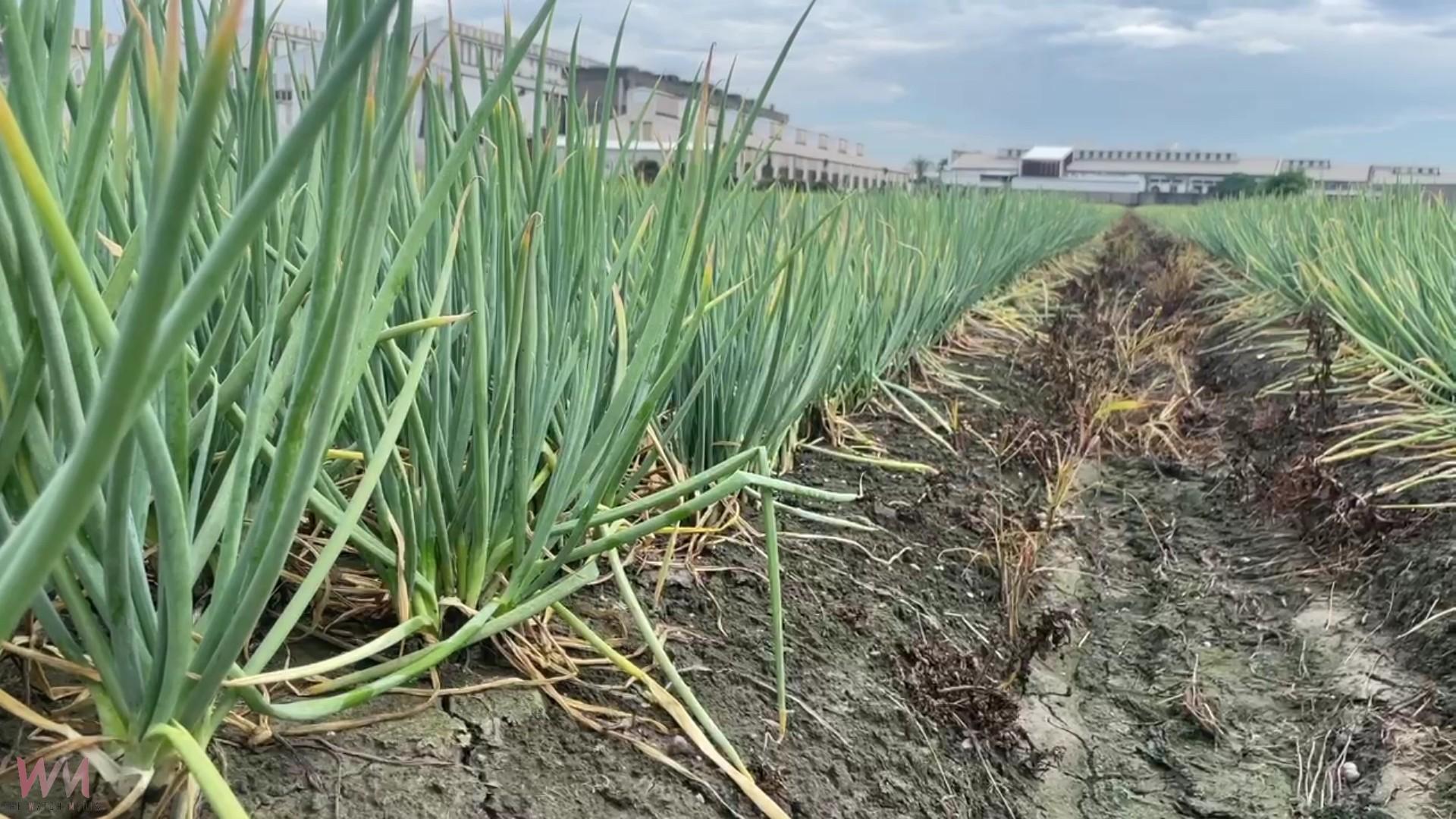 憂心「蔥蔥」！楊柳颱風來襲　青蔥創25年新高 - https://www.watchmedia01.com