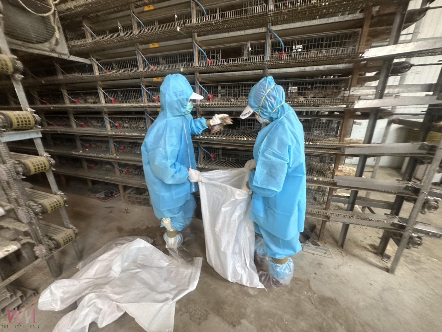 夏季也中招！福興鵪鶉場爆禽流感　6萬9千隻鵪鶉緊急撲殺 - https://www.watchmedia01.com