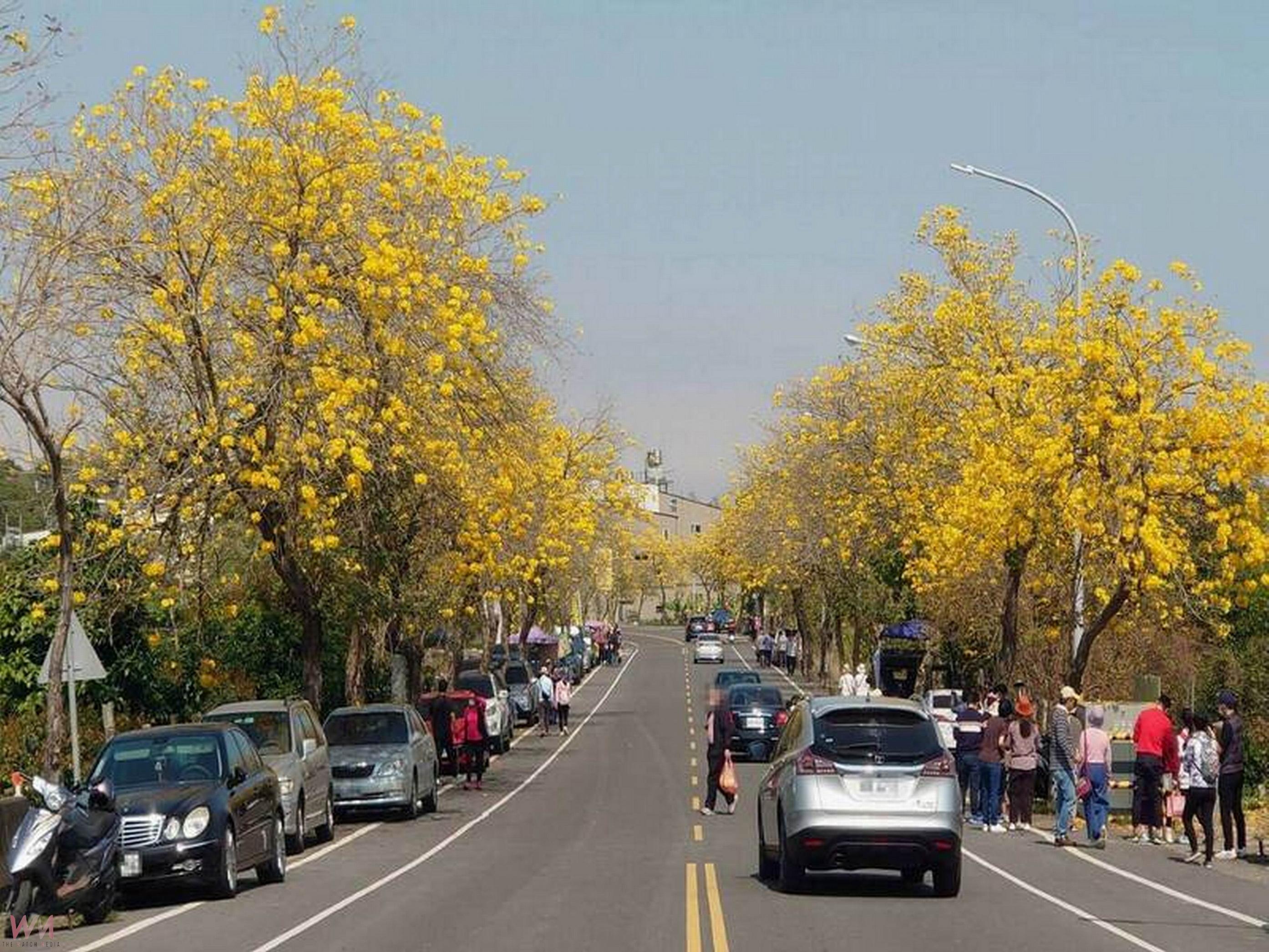 （有影片）／芬園黃金大道美景恐消失　公路局將移除黃花風鈴木 - https://www.watchmedia01.com