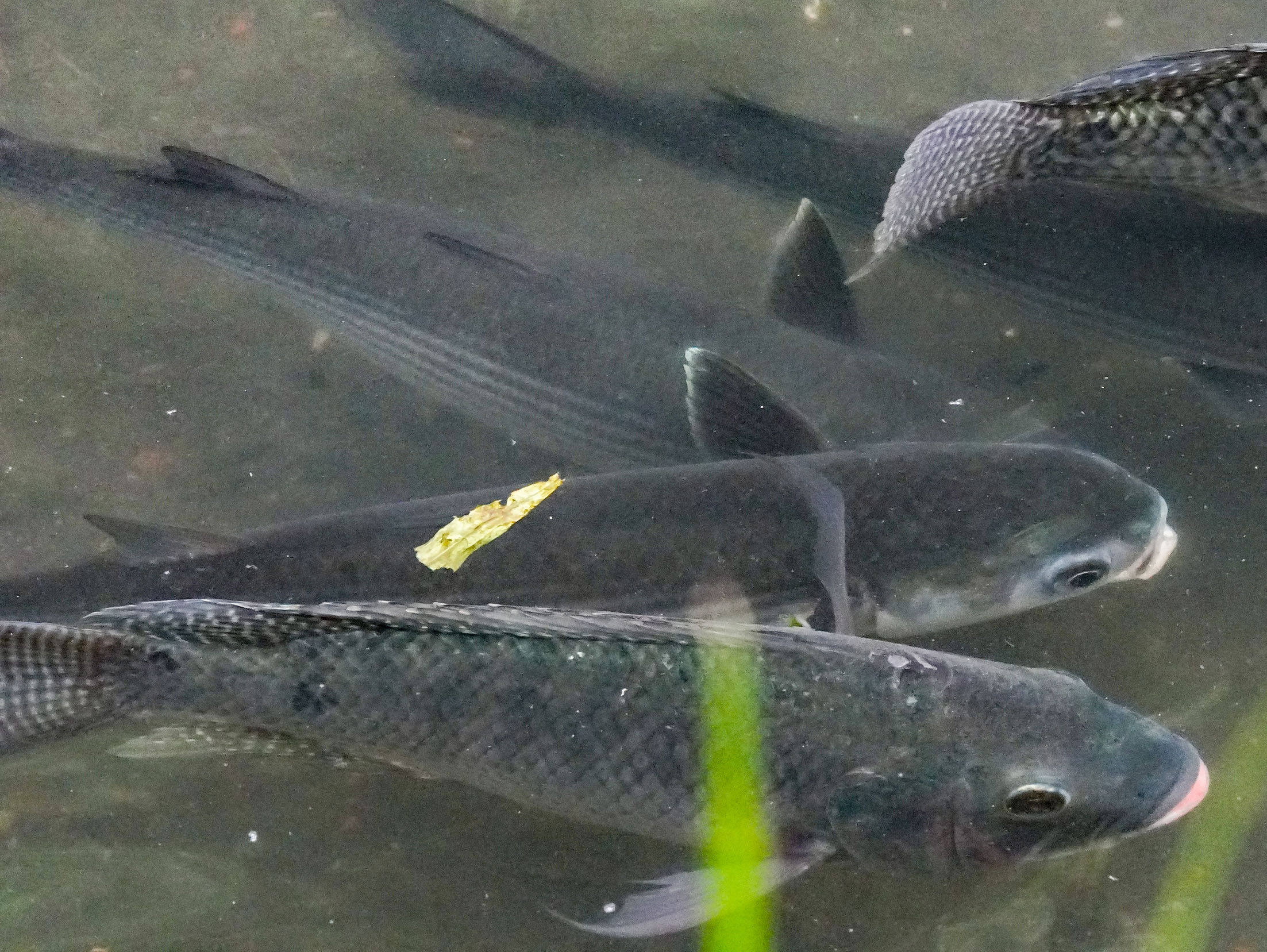 大量烏魚現蹤！瓦磘溝從臭水溝到生態綠廊的城市奇蹟 - https://www.watchmedia01.com