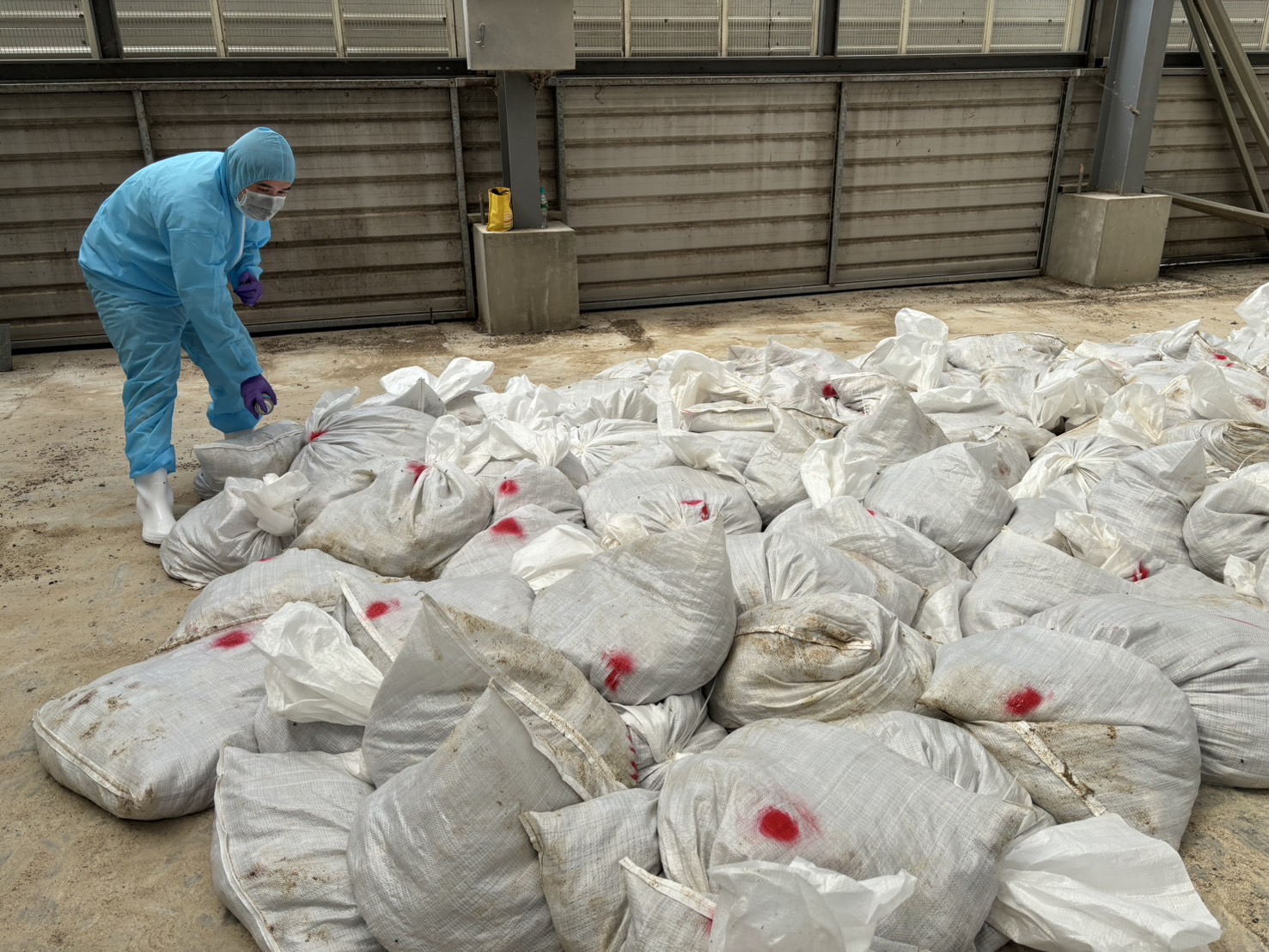 （有影片）／鹿港鵪鶉場再爆H5N1 高病原性禽流感　一周內撲殺逾17萬隻 - https://www.watchmedia01.com