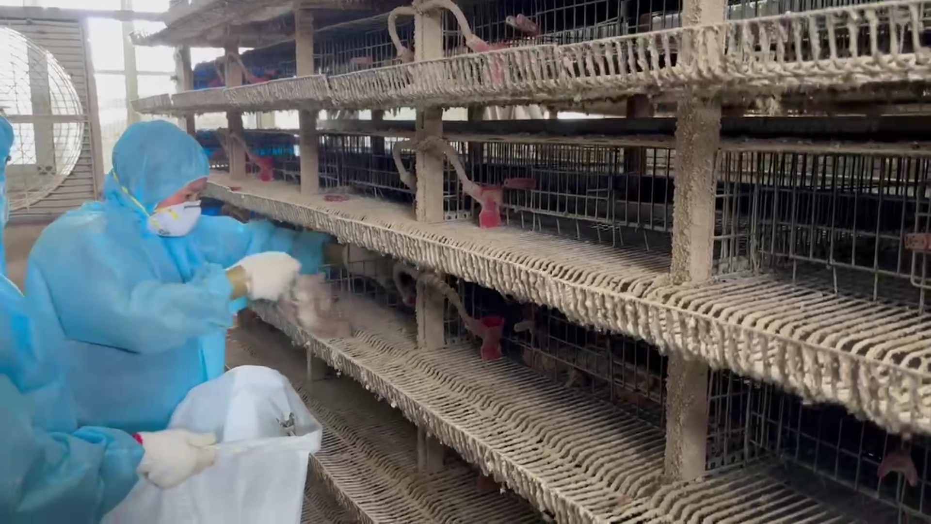 （有影片）／鹿港鵪鶉場再爆H5N1 高病原性禽流感　一周內撲殺逾17萬隻 - https://www.watchmedia01.com