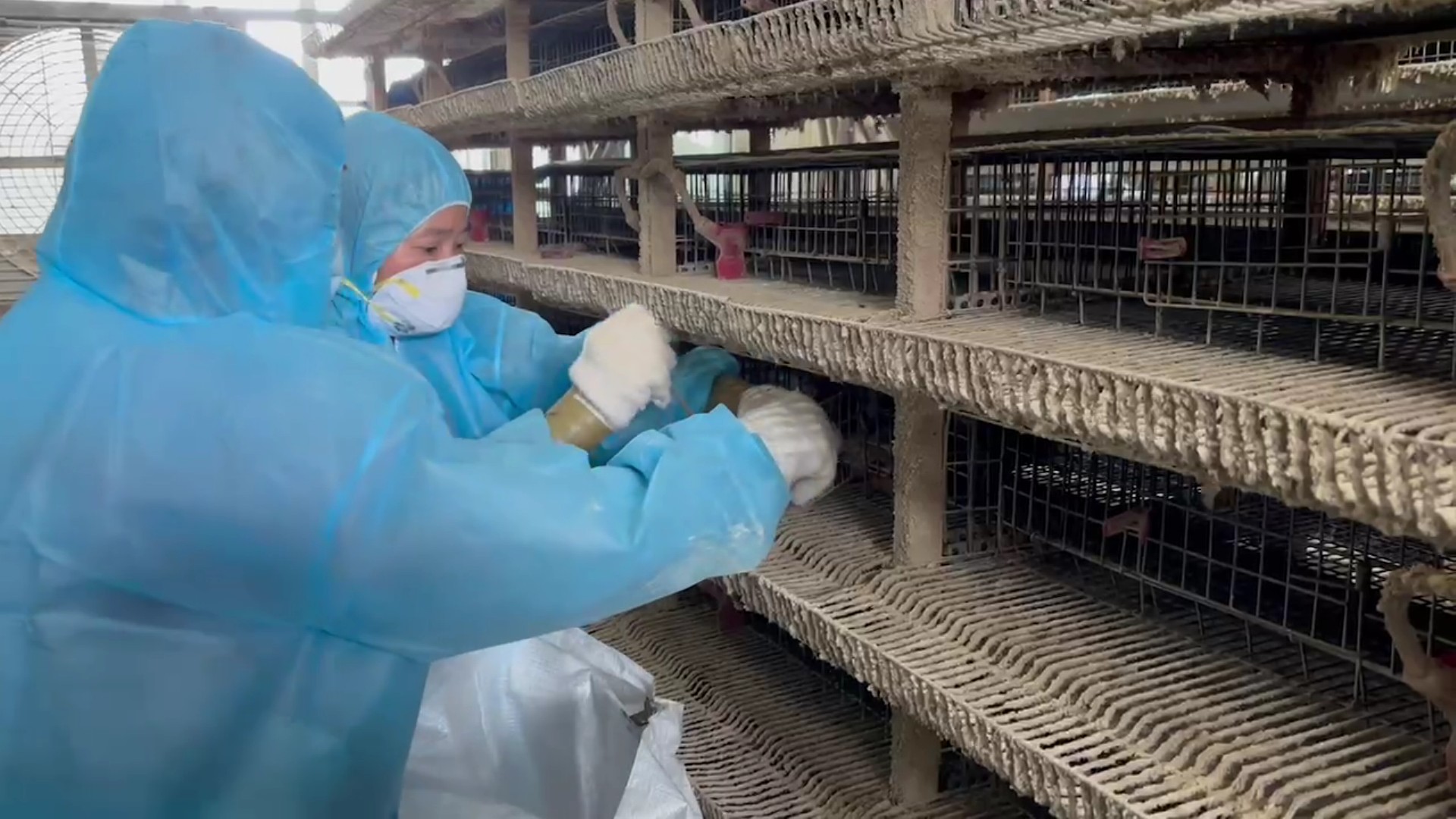 （有影片）／鹿港鵪鶉場再爆H5N1 高病原性禽流感　一周內撲殺逾17萬隻 - https://www.watchmedia01.com
