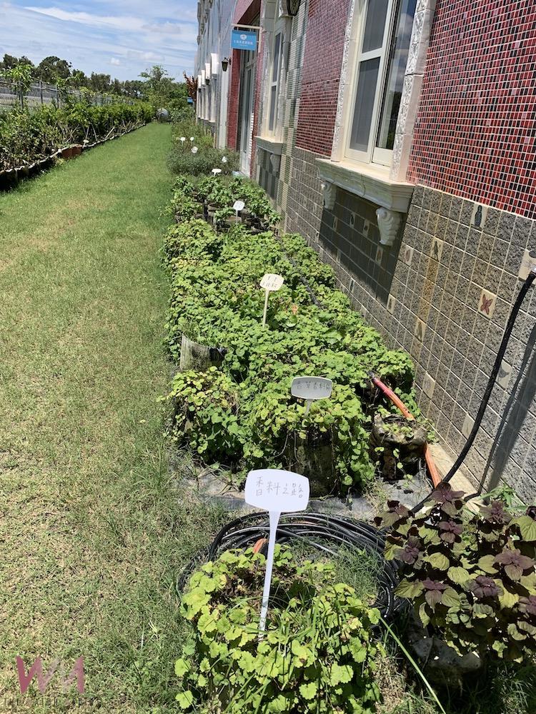 室外的「香料之路」，栽植無毒農產品，落實環境永續理念的草生栽培。（圖/記者陳惲朋攝）