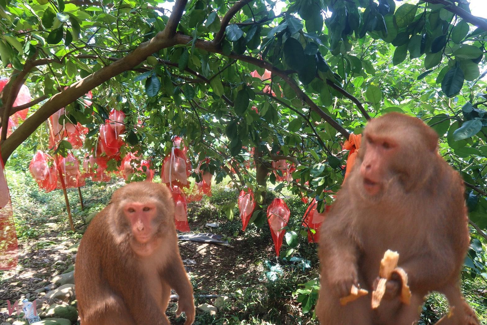(有影片)/白柚遭猴劫!二水柚園淪獼猴餐廳 果農加套網袋苦防損失 - https://www.watchmedia01.com