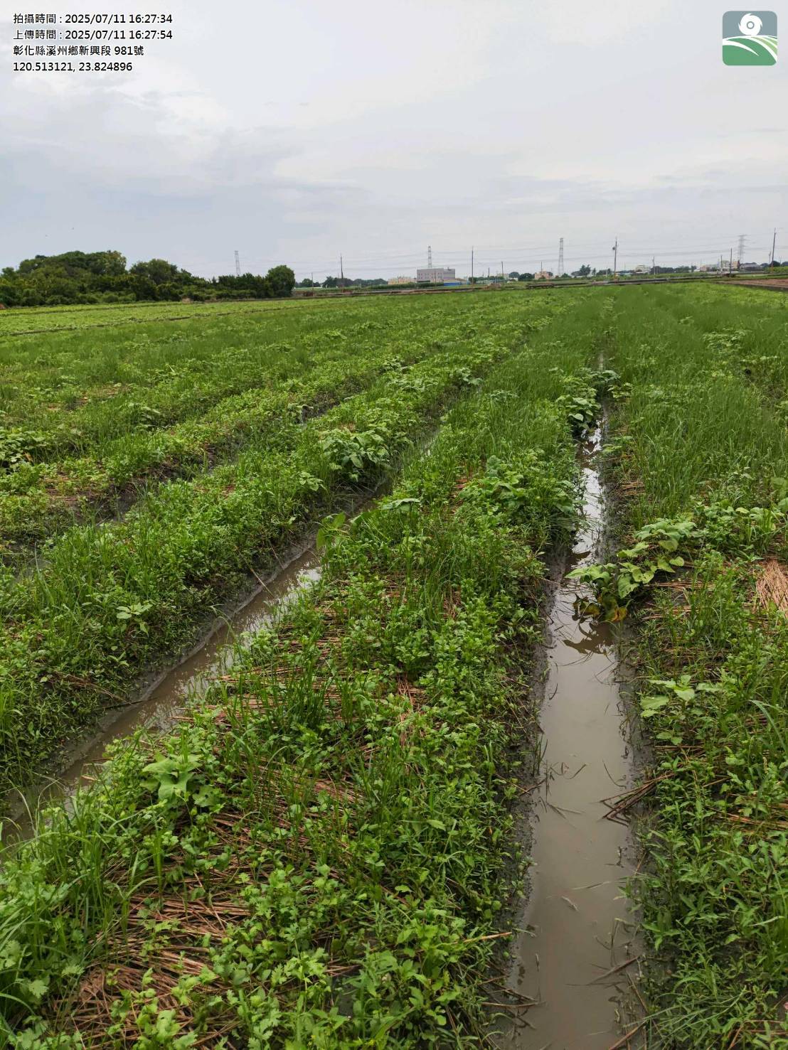 香菜農申請農損補助遭駁回　溪州鄉公所：可攜資料申請複查 - https://www.watchmedia01.com
