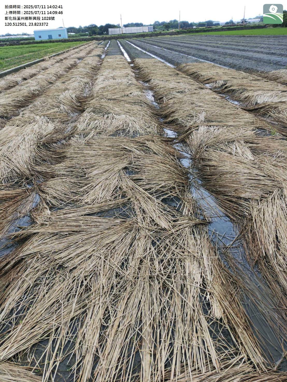 香菜農申請農損補助遭駁回　溪州鄉公所：可攜資料申請複查 - https://www.watchmedia01.com