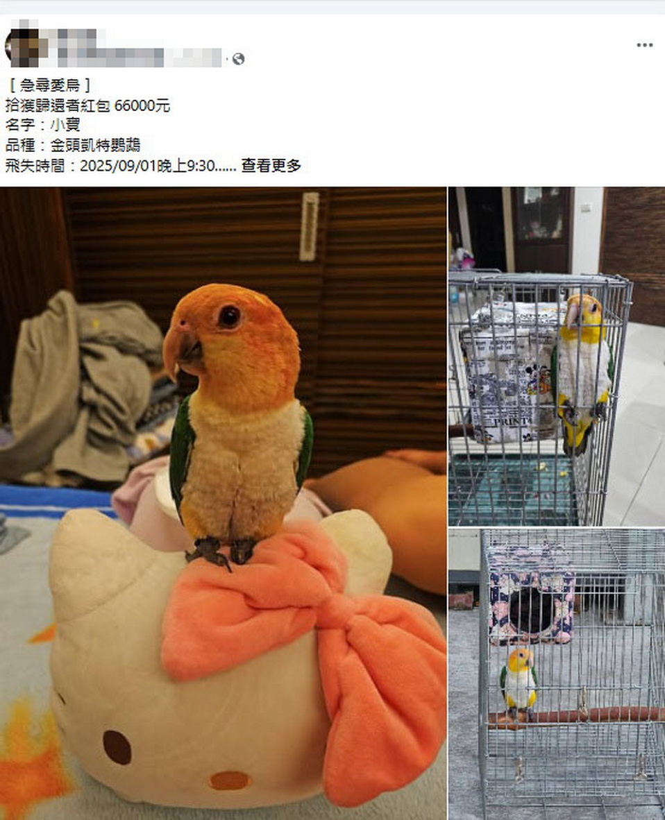 彰化市急尋愛鳥！金頭凱特鸚鵡「小寶」走失　懸賞6萬6千元 - https://www.watchmedia01.com