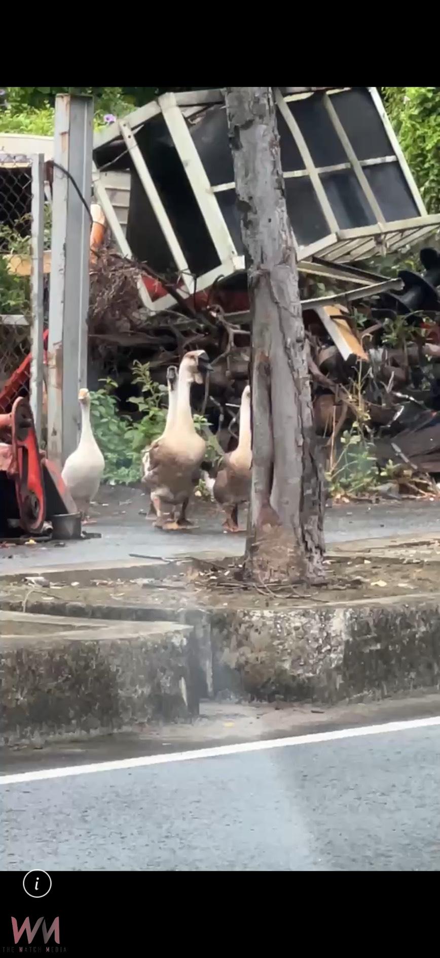 鵝「逛大街」！5隻鵝中華西路悠閒漫步　引路人圍觀 - https://www.watchmedia01.com