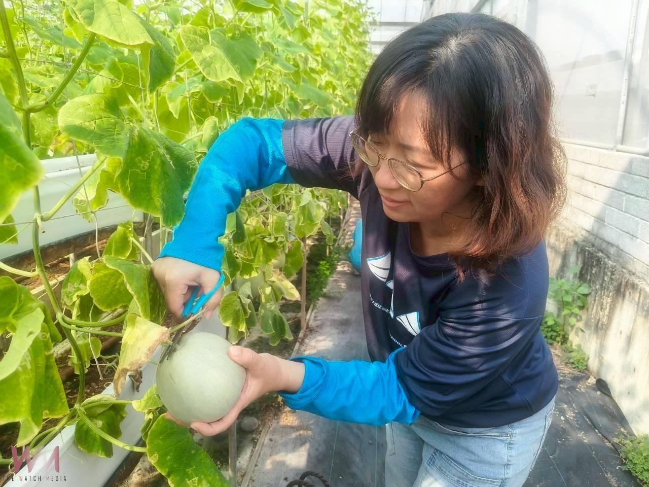 （有影片）／小手摘瓜！芬園文德國小學童親手採香瓜體驗食農教育 - https://www.watchmedia01.com