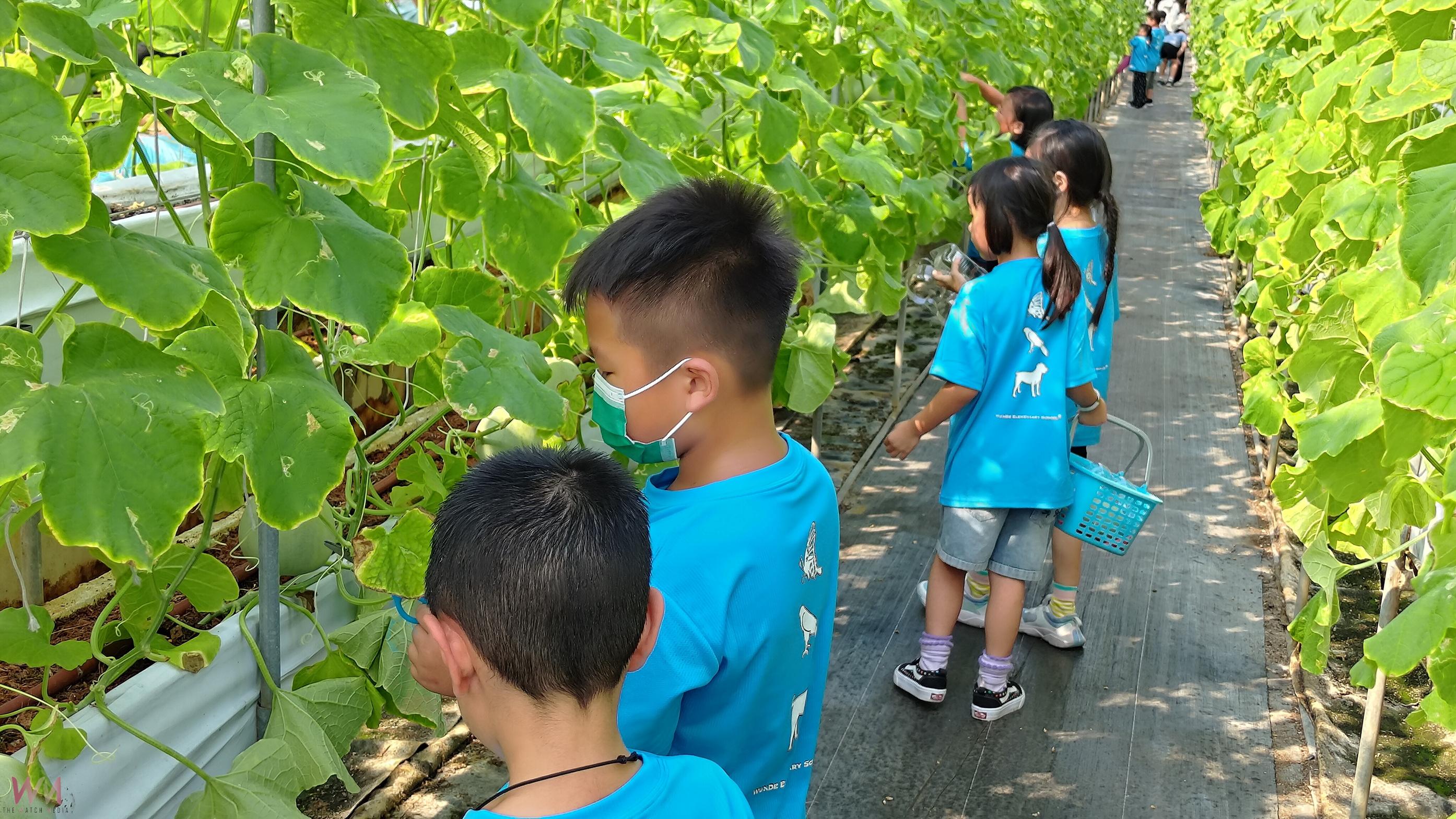（有影片）／小手摘瓜！芬園文德國小學童親手採香瓜體驗食農教育 - https://www.watchmedia01.com