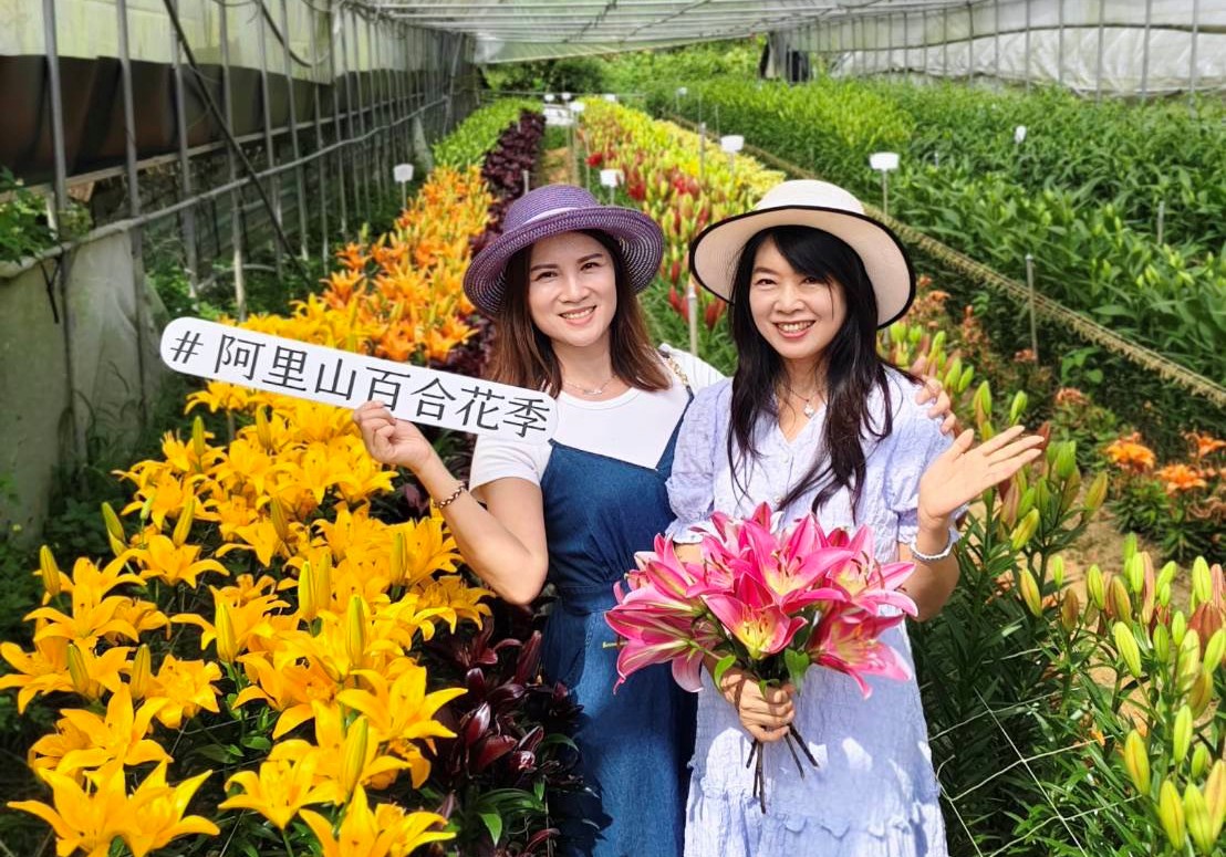阿里山百合花季盛大登場　40種荷蘭新品種絢麗綻放 - https://www.watchmedia01.com