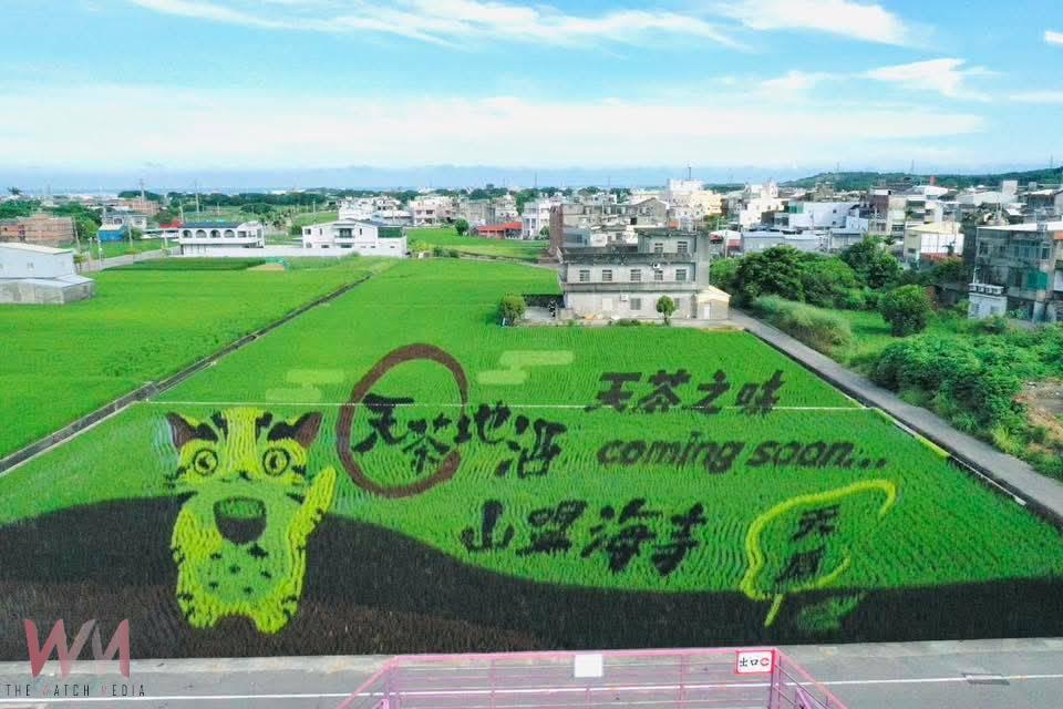 驚喜彩蛋搶先曝光!苑裡彩繪稻田超吸睛 「天茶地酒 山盟海寺」熱力登場 - https://www.watchmedia01.com
