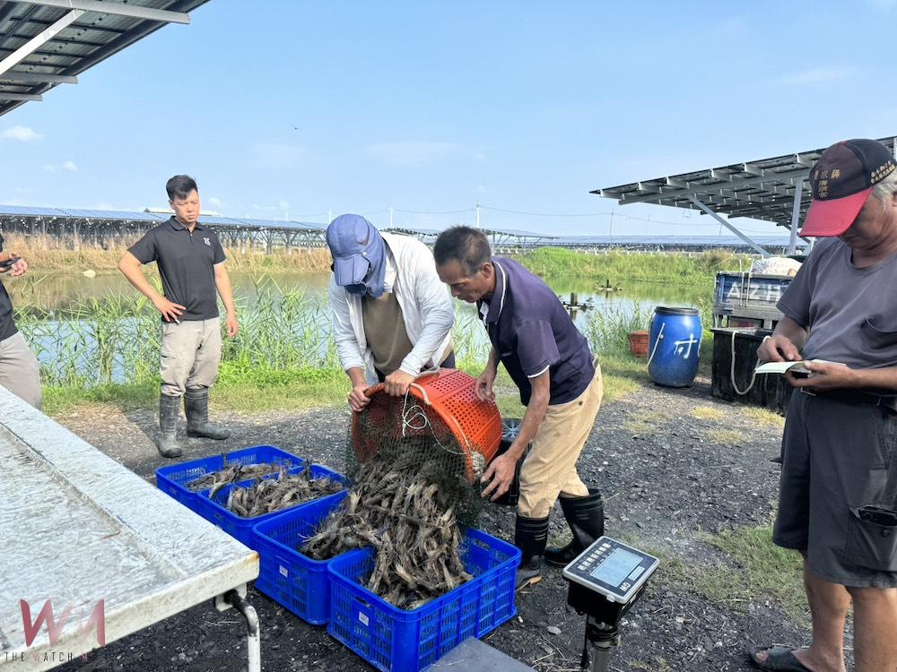 台泥嘉謙綠能義竹布袋間漁電共生案場 F 區經過台泥漁青養殖團隊養殖，泰國蝦與台灣鯛等收成已穩定出貨中。（圖/台泥嘉謙綠能提供）