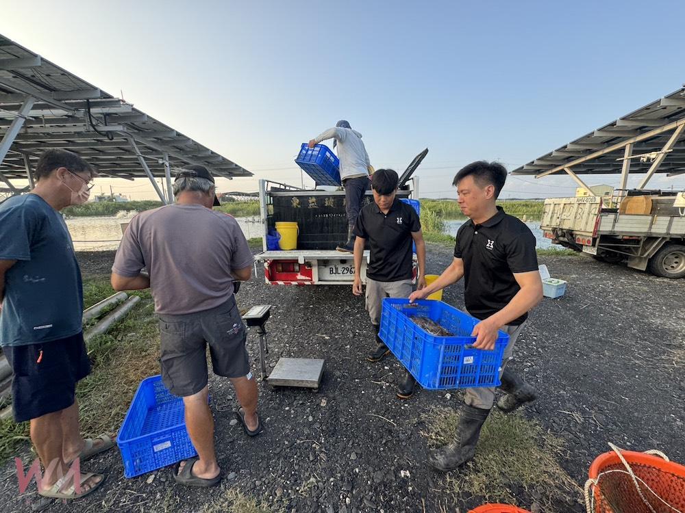 台泥嘉謙綠能義竹布袋間漁電共生案場 F 區經過台泥漁青養殖團隊養殖，泰國蝦與台灣鯛等收成已穩定出貨中。（圖/台泥嘉謙綠能提供）