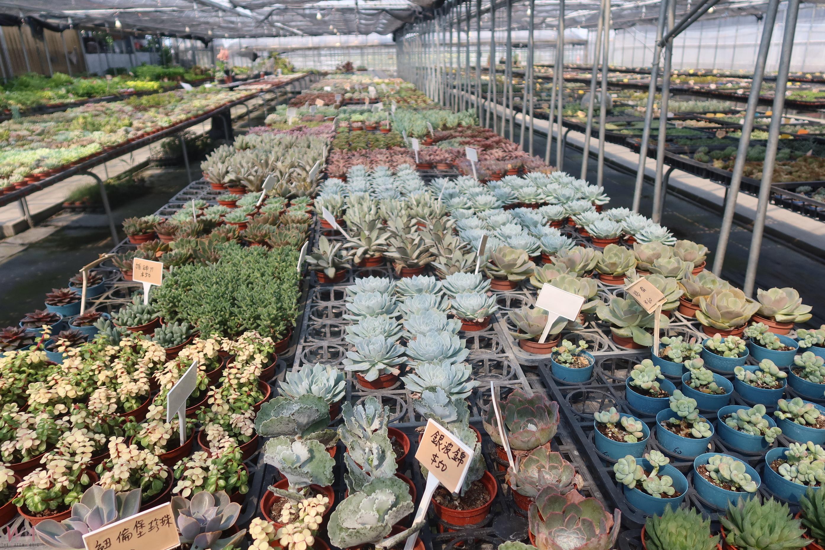 （有影片）／花現美好田尾產業文化　珍稀植栽與藝術園景齊亮相 - https://www.watchmedia01.com