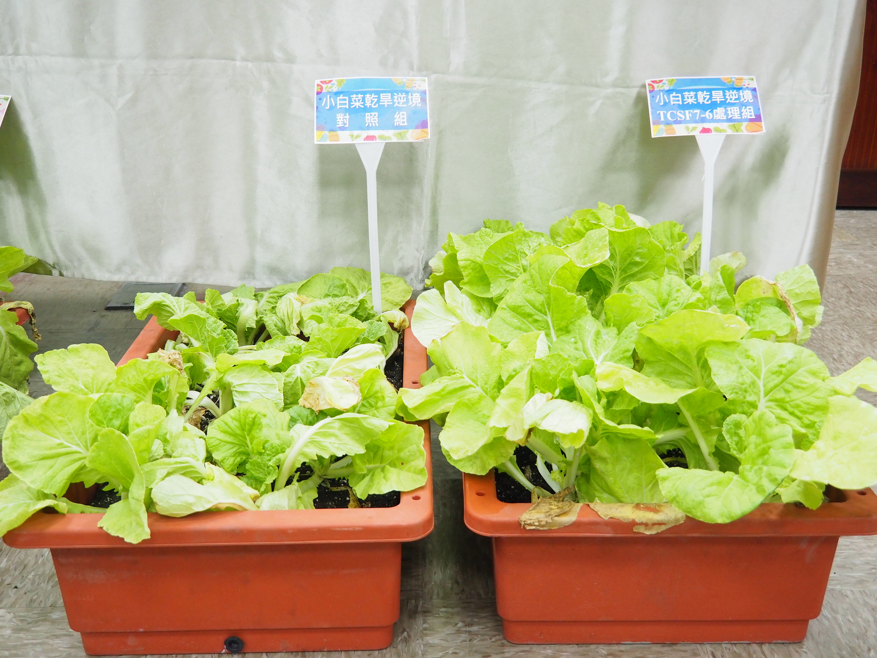 耐候微生物助蔬菜抗逆境　臺中農改場推抗逆蔬菜新技術 - https://www.watchmedia01.com