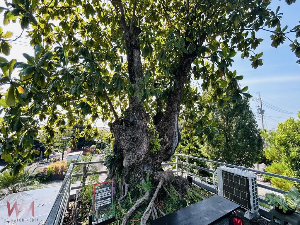 守護台灣原生植物 園藝師羅榮盟打造空中綠洲 - https://www.watchmedia01.com
