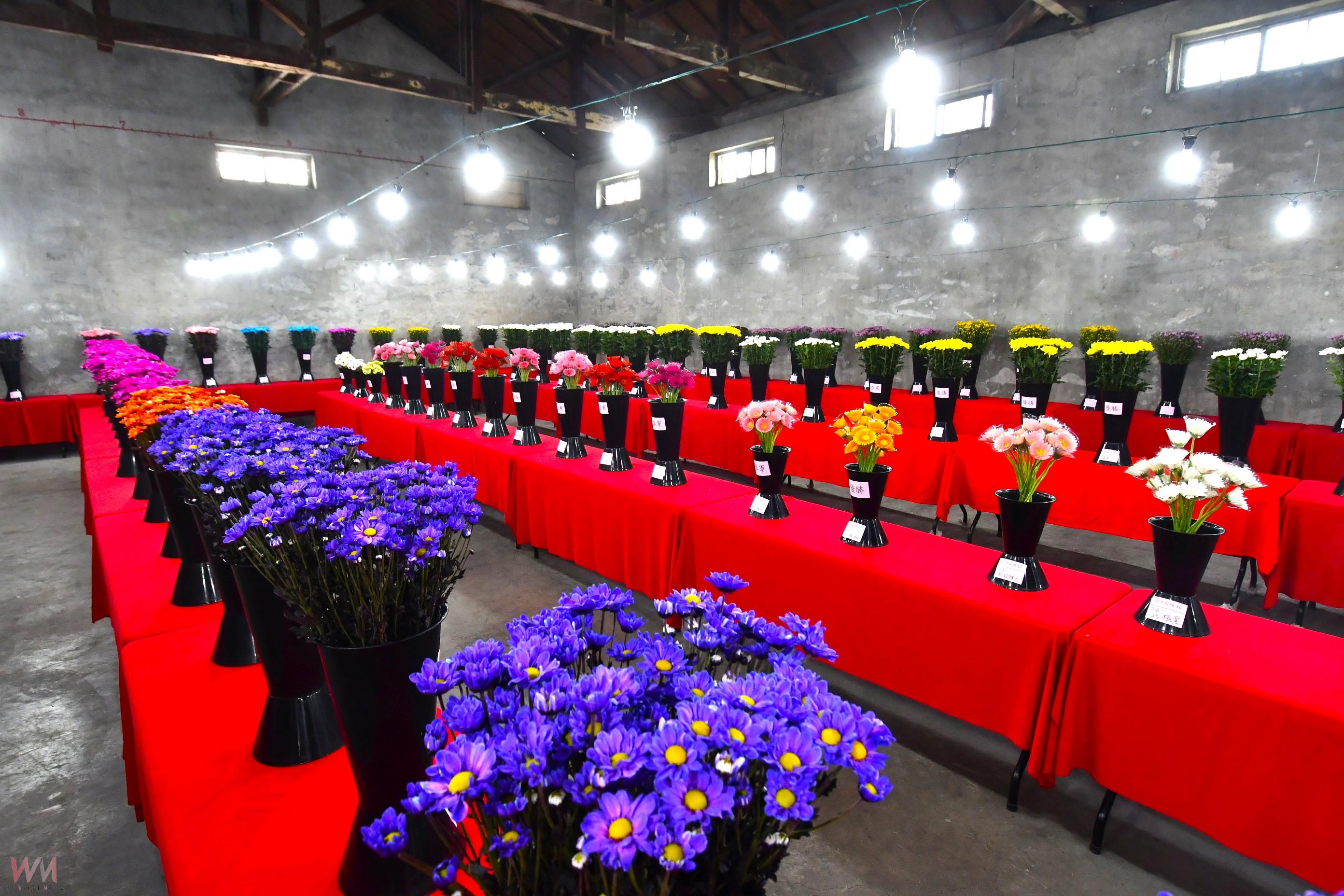 (有影片)/田尾植物產地市集 珍奇植物吸睛 展示花卉與農遊體驗 - https://www.watchmedia01.com