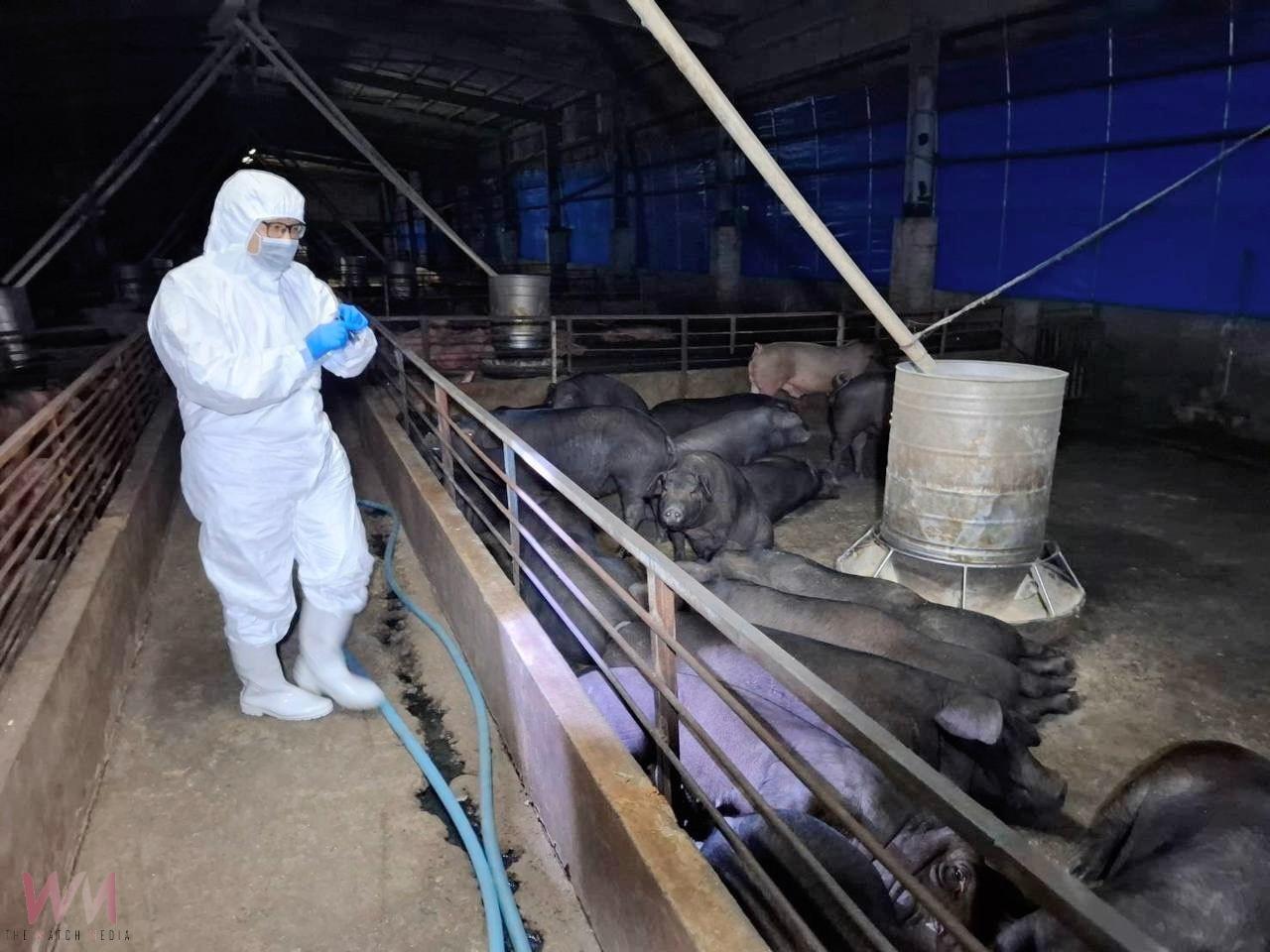 養豬場疑似非洲豬瘟　中市府：啟動四大防疫措施 全力配合農業部防疫 - https://www.watchmedia01.com