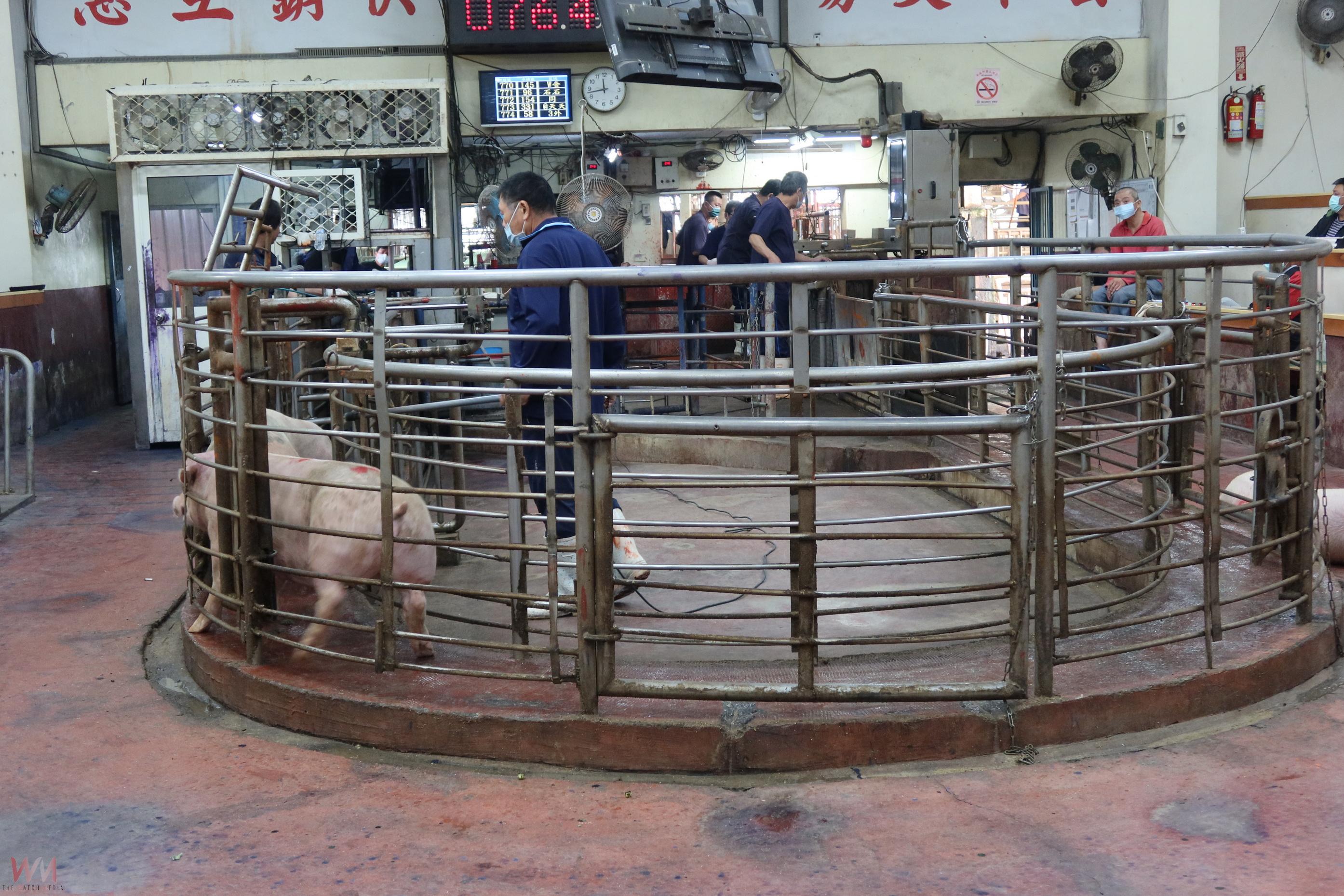 台中養豬場疑似非洲豬瘟　全台豬隻禁運5天　彰化全面防疫 - https://www.watchmedia01.com