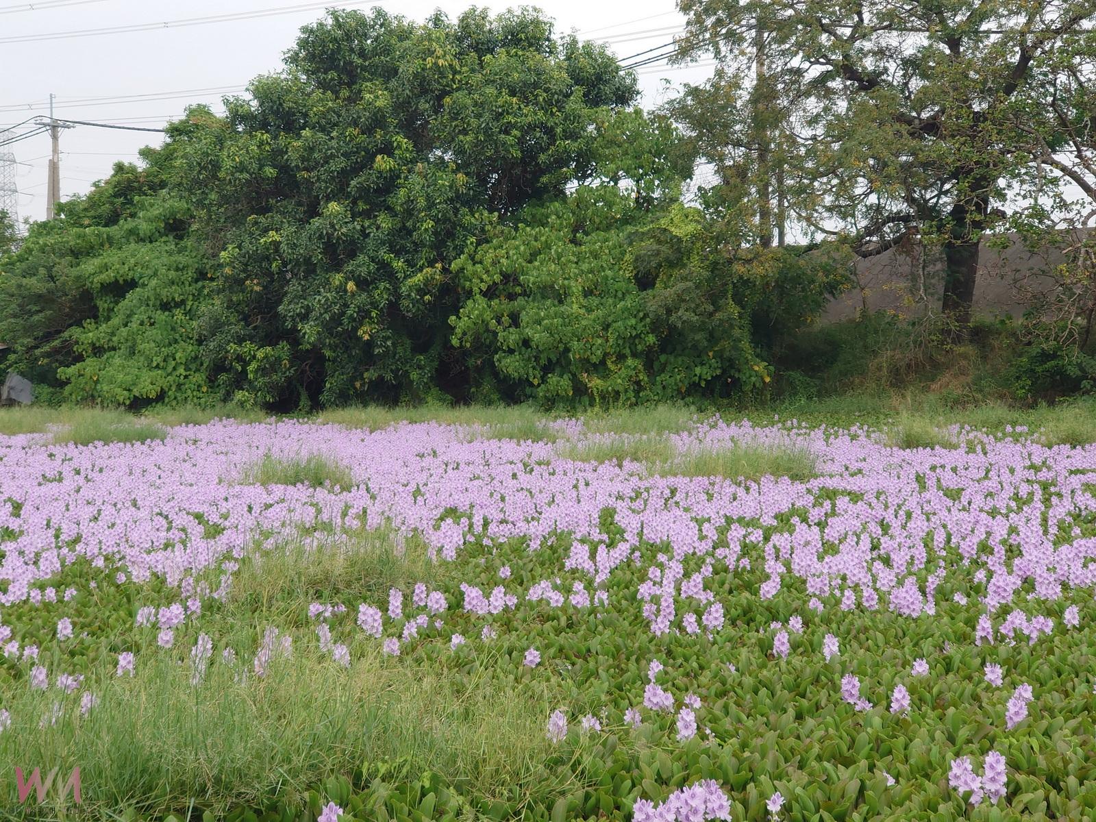 水面鋪紫毯 布袋蓮花開彰化池塘 成浪漫打卡祕境 - https://www.watchmedia01.com
